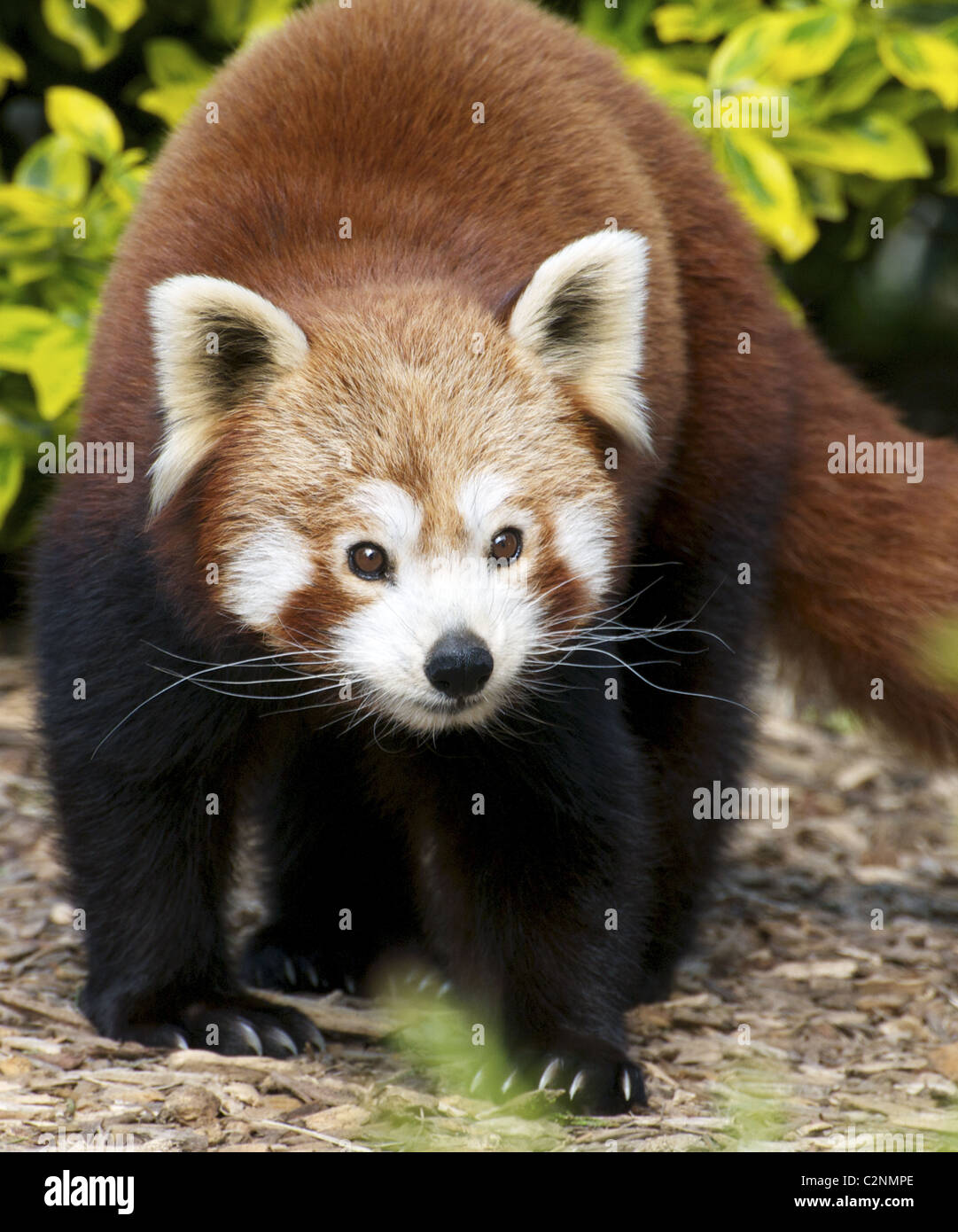 Panda rosso guardando verso la telecamera Foto Stock