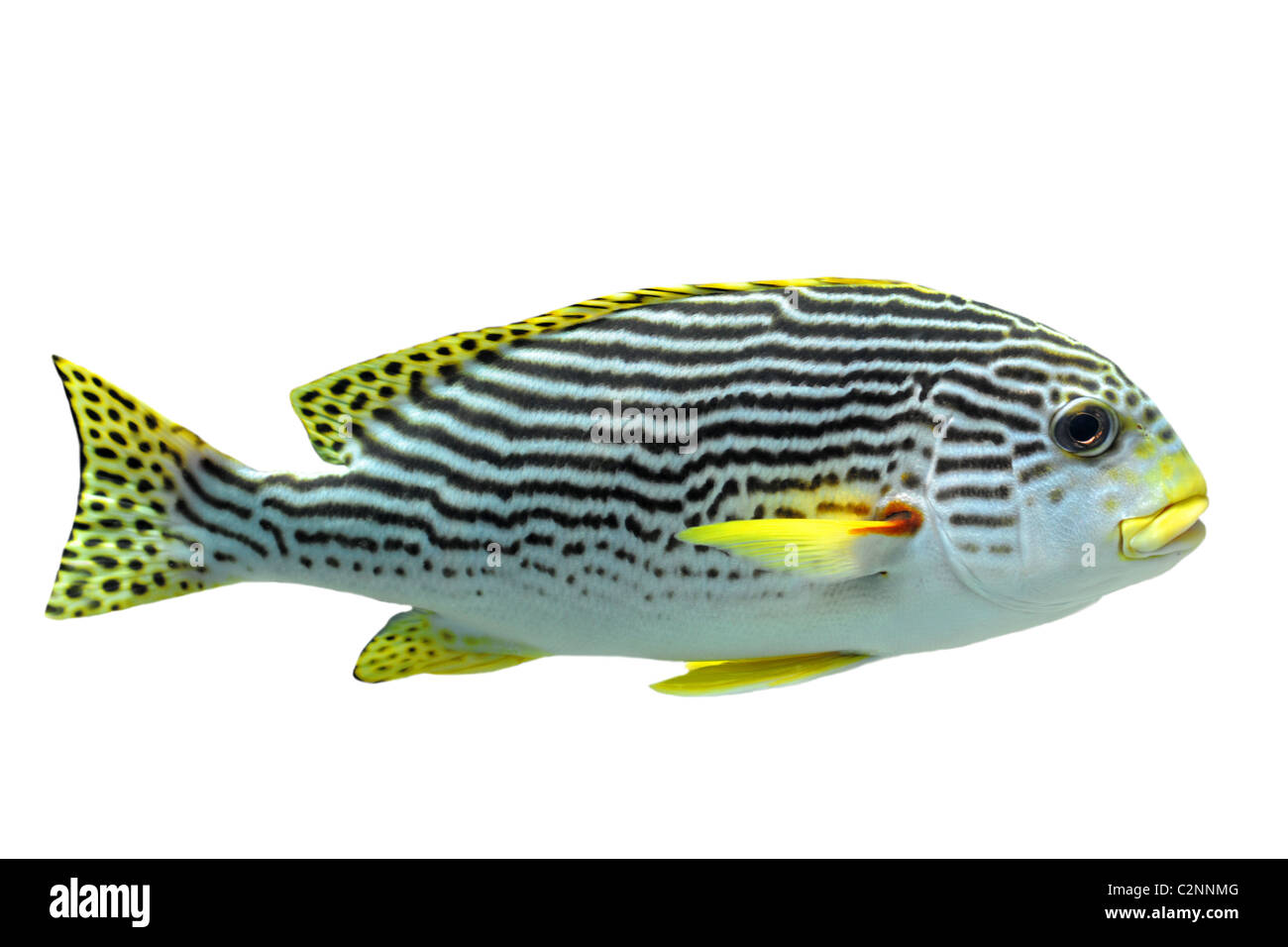 Giallo-nastrare sweetlips Plectorhinchus pesce lineatus davanti a uno sfondo bianco Foto Stock