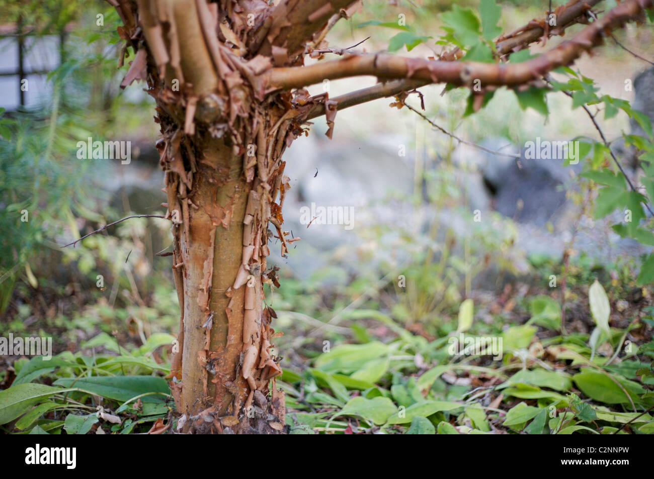 Acer griseum corteccia Foto Stock