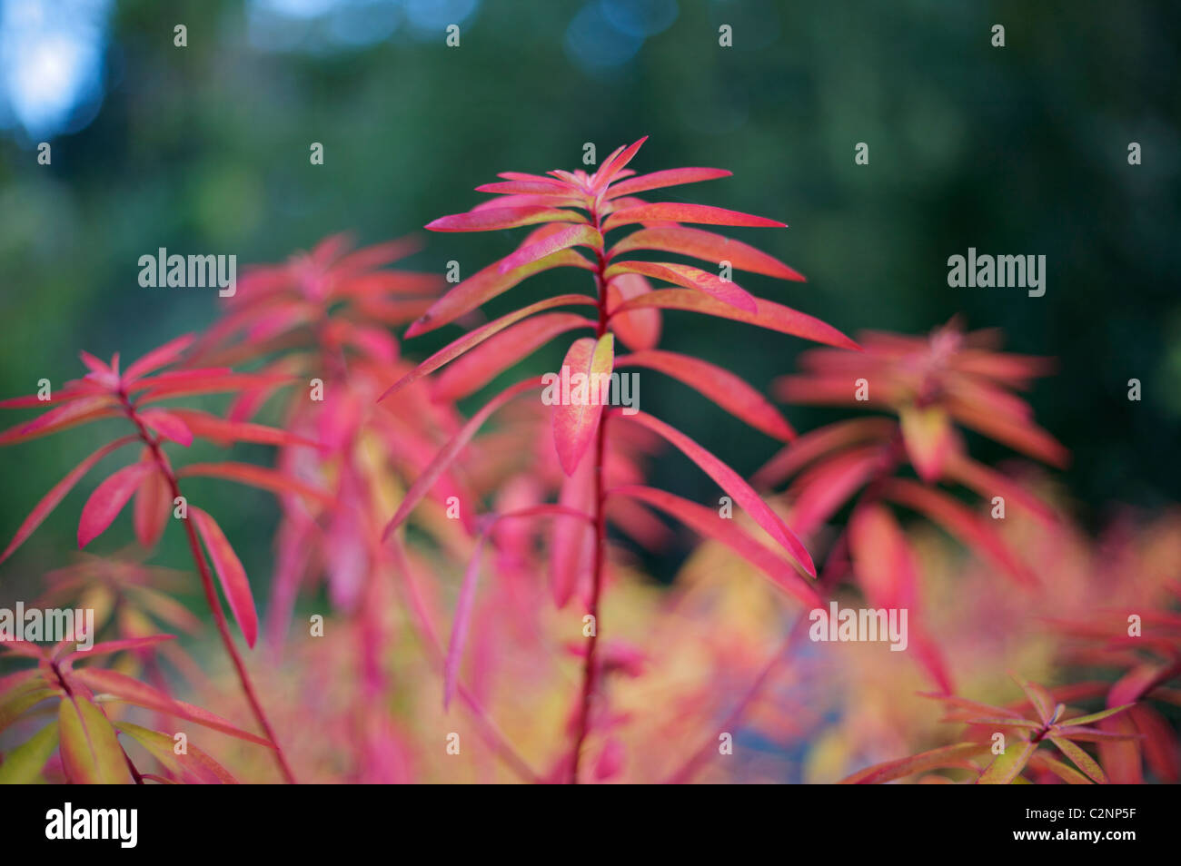 Euphorbia griffithii 'Fireglow' Foto Stock