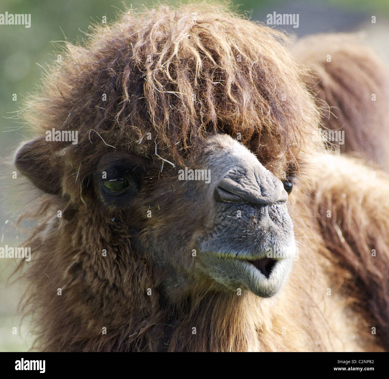 Bactrian camel (headshot) Foto Stock