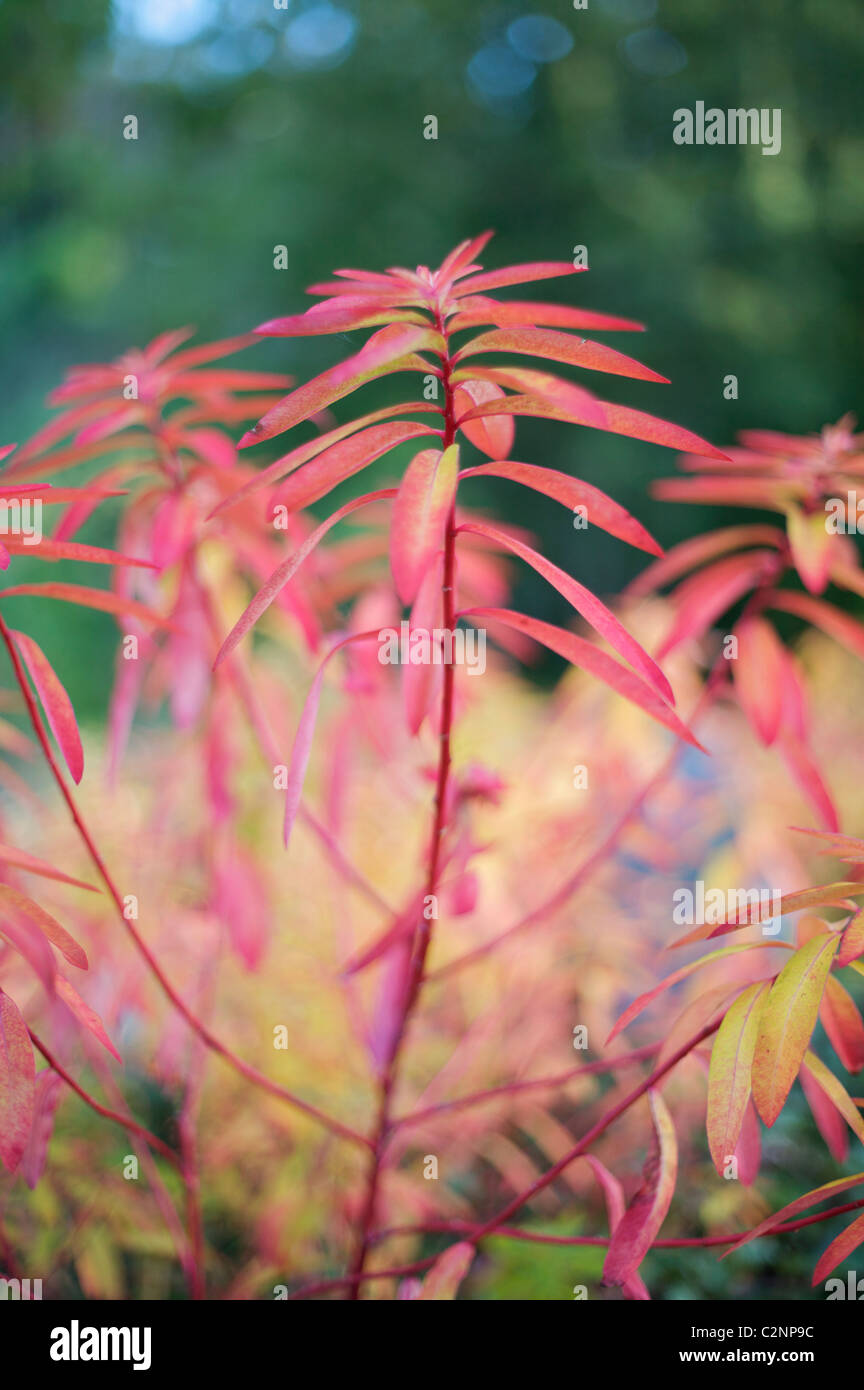 Euphorbia griffithii 'Fireglow' Foto Stock