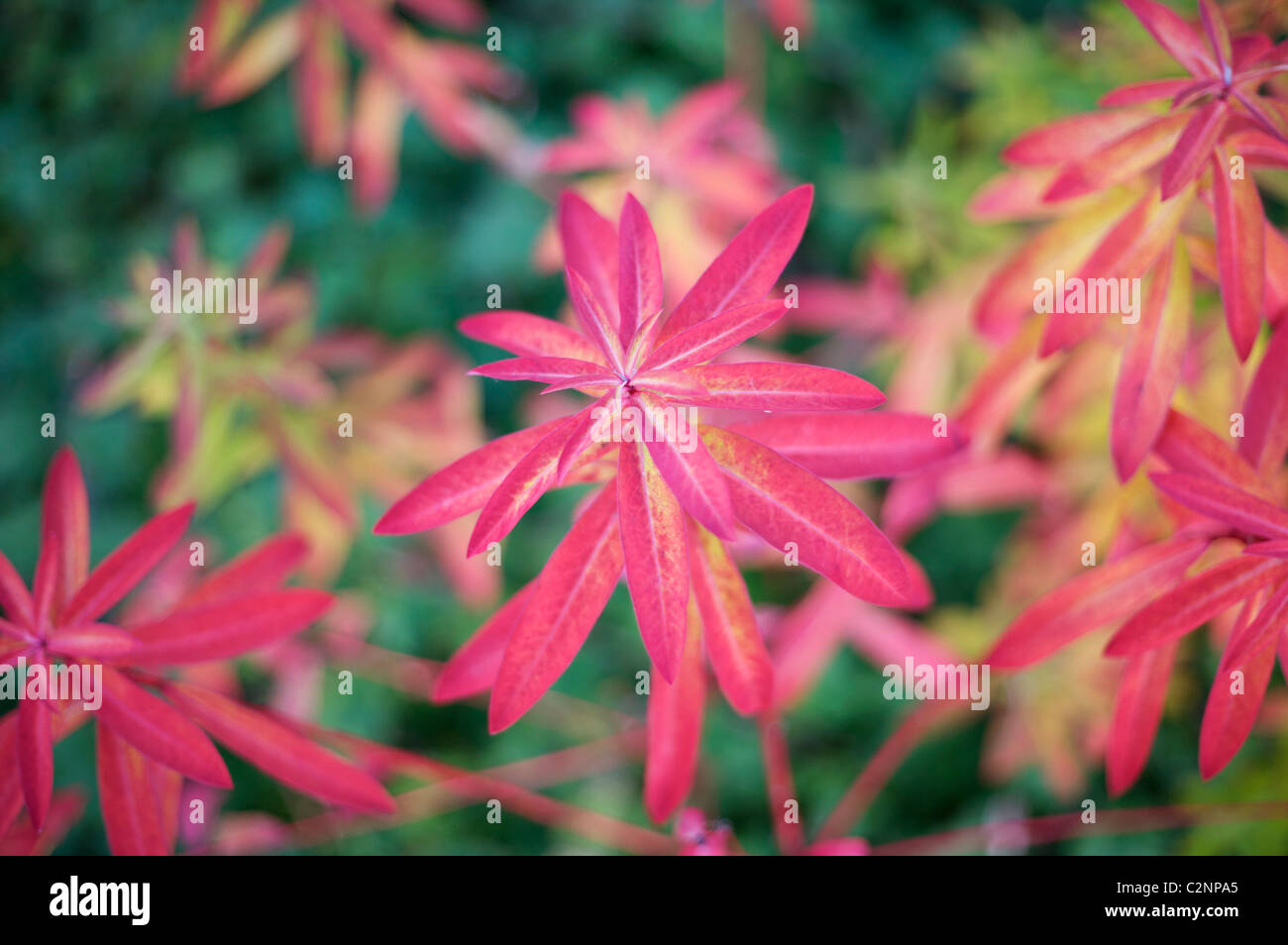 Euphorbia griffithii 'Fireglow' Foto Stock