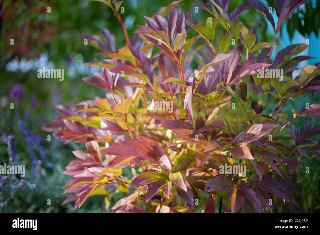 Paeonia lactiflora 'Karl Rosenfield' steli Foto Stock