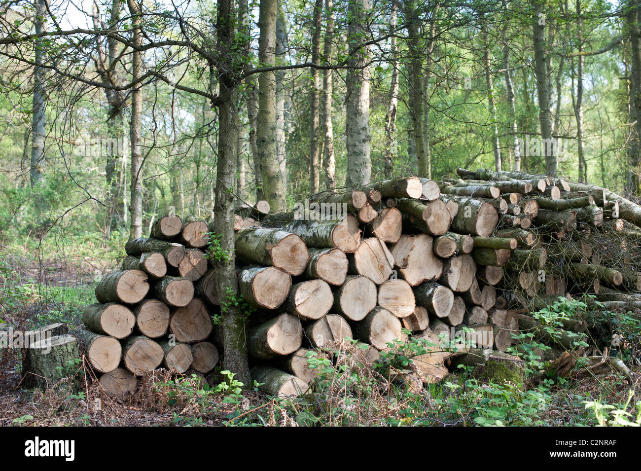 Pila di trito di alberi a sinistra in un bosco inglese per un habitat per la flora e la fauna. Oxfordshire, Regno Unito Foto Stock