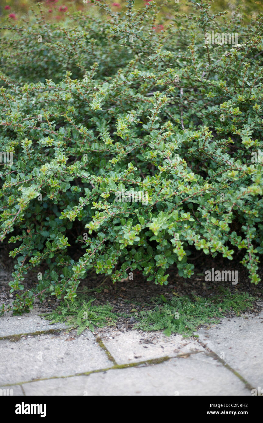 Arctostaphylos "Vancouver Jade' Foto Stock