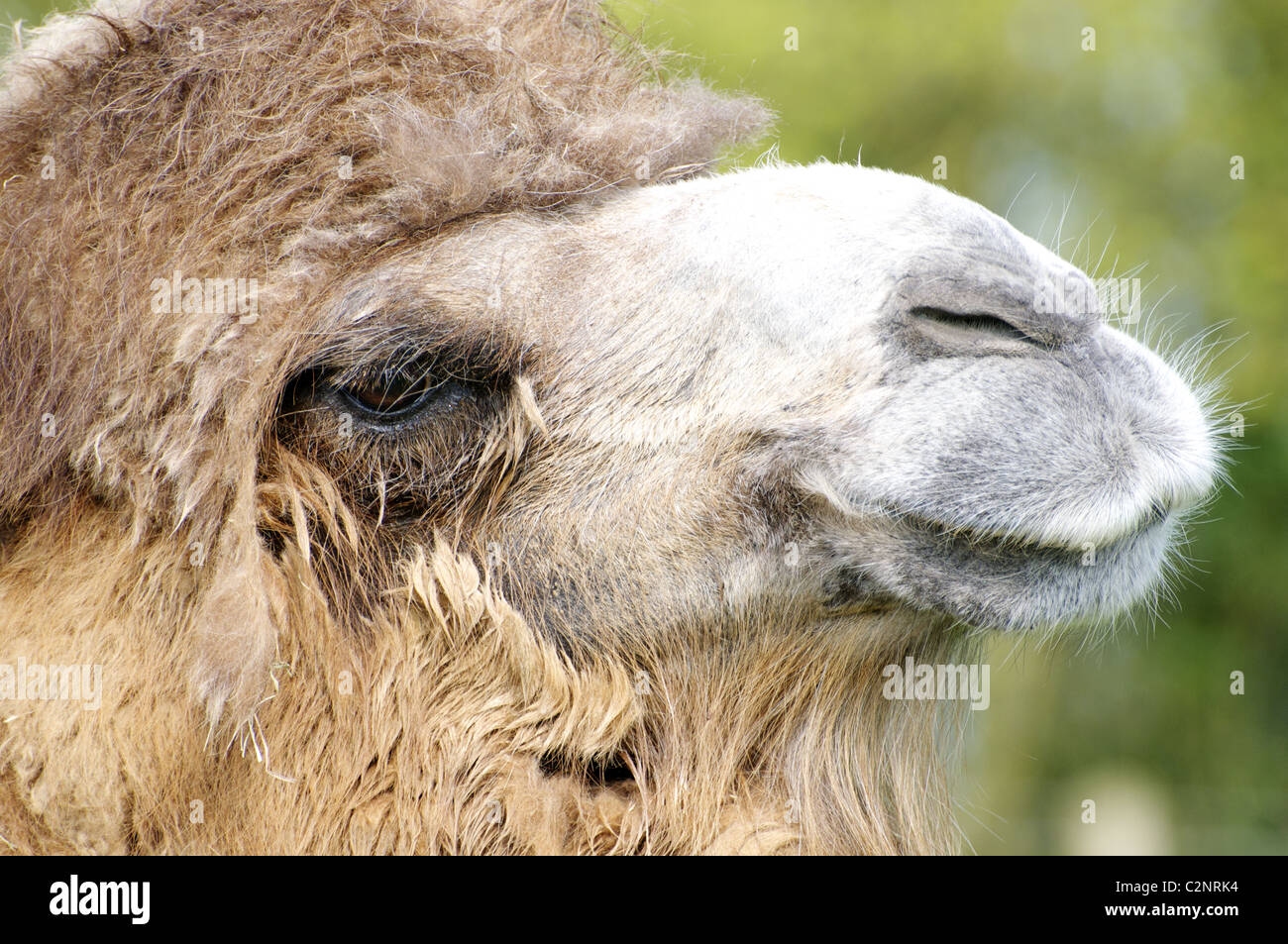 Bactrian camel (headshot) Foto Stock