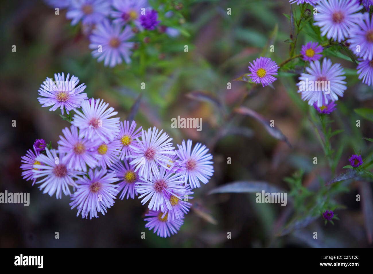 Aster 'Ariel' Foto Stock