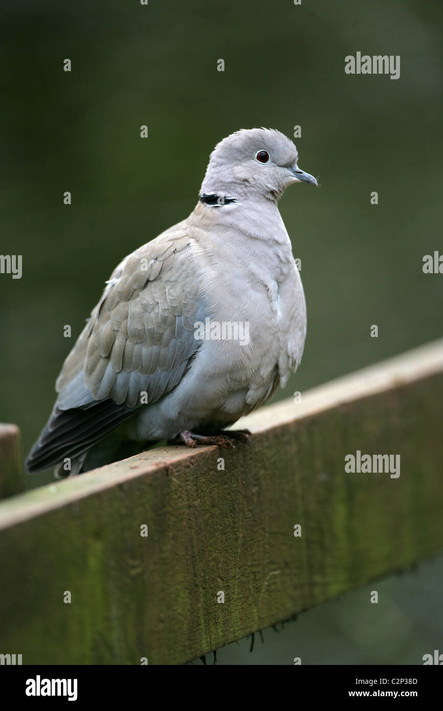 [Colomba a collare] [Streptopelia decaocto] sul recinto nel bosco in Inghilterra Foto Stock