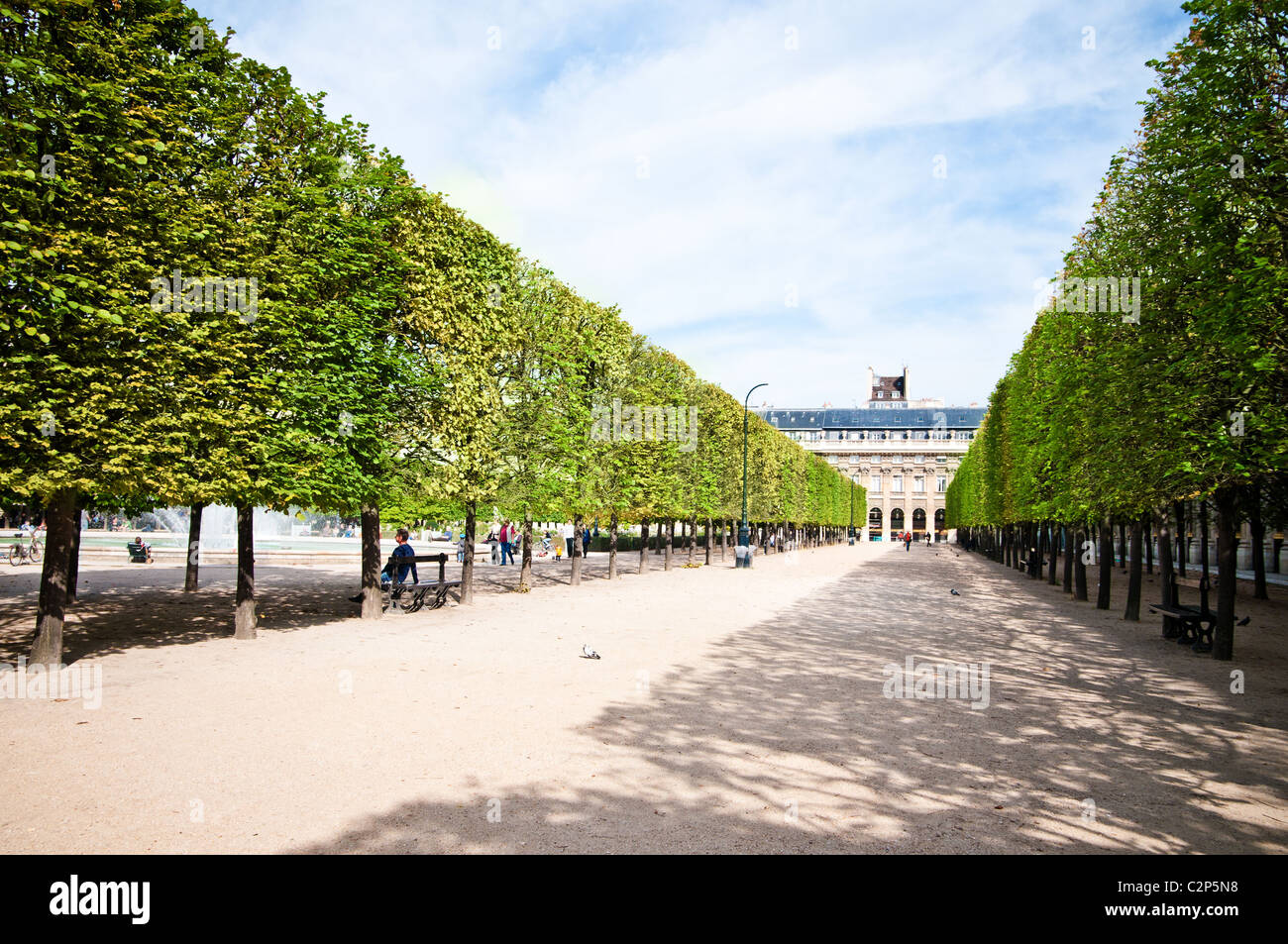 Alberi scolpiti alley nel giardino del 'Palais Royal' di Parigi Foto Stock