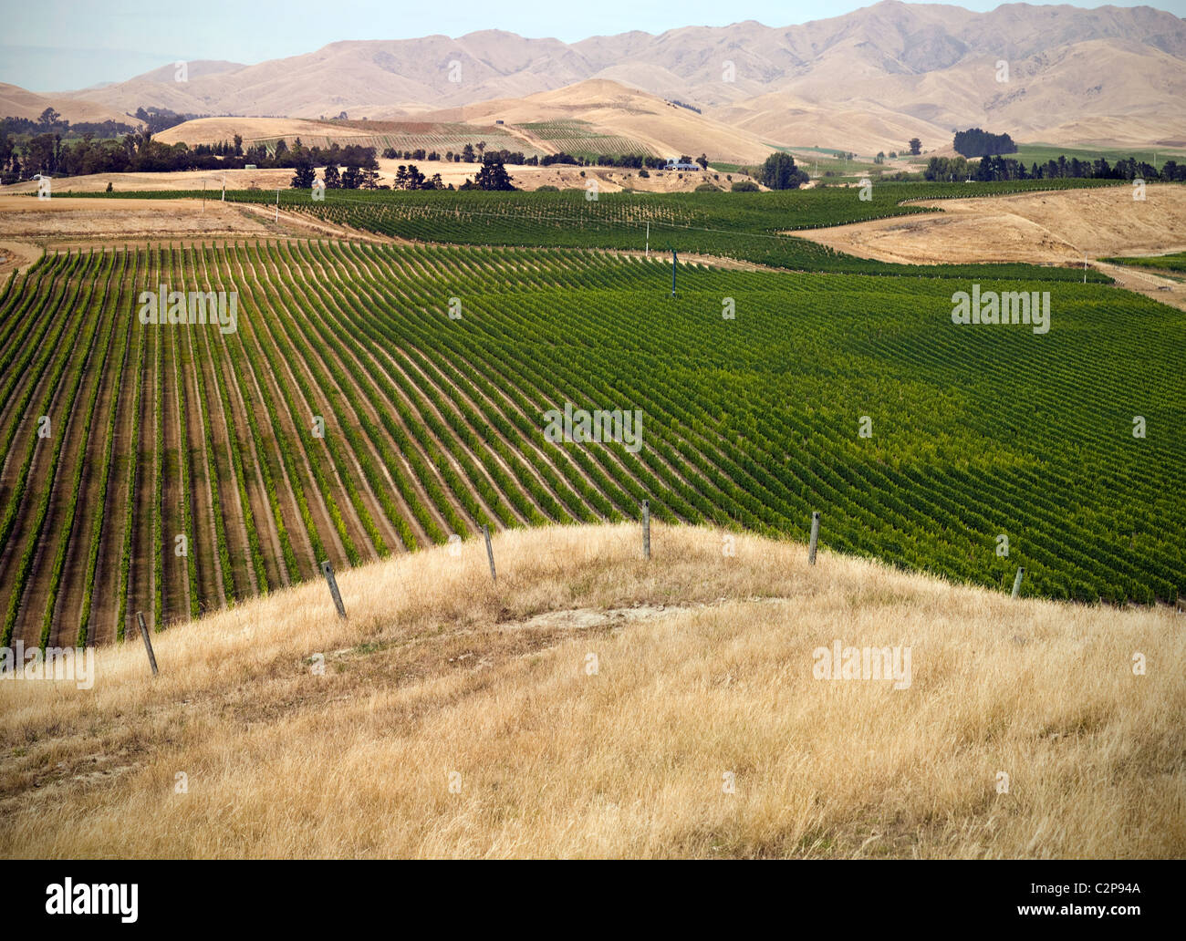 Vigneto, Wine Country, Marlborough, Nuova Zelanda Foto Stock