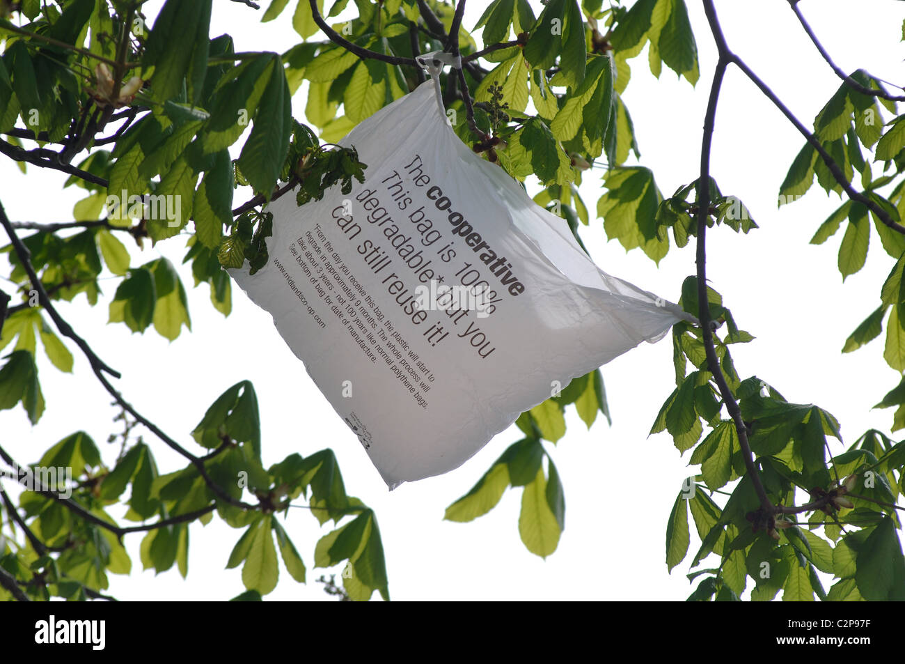 Supporto in plastica borsa bloccato in una struttura ad albero Foto Stock