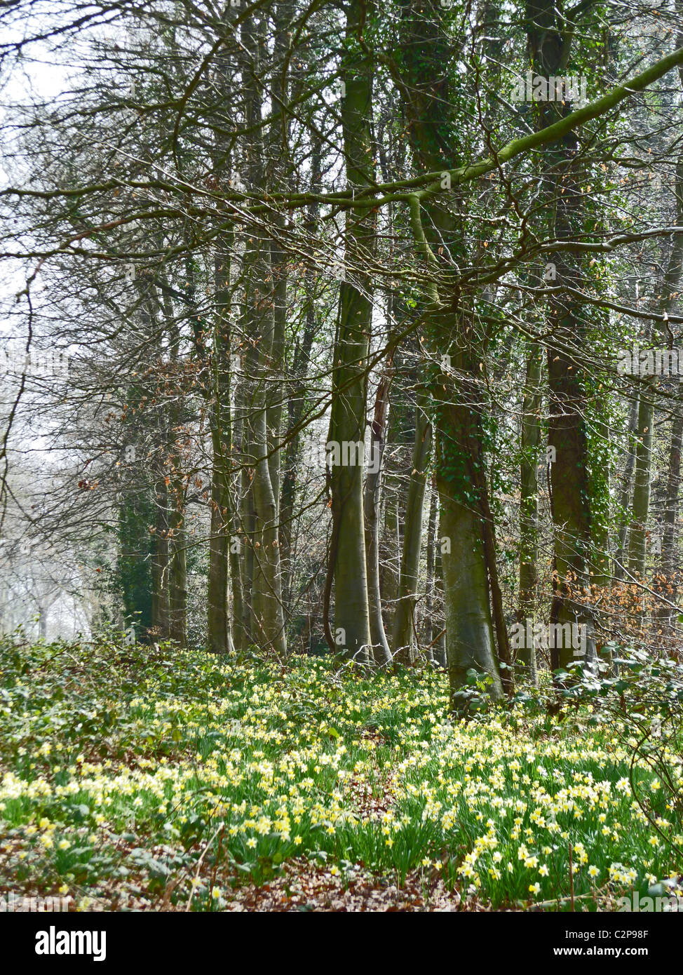 Wild narcisi in fiore sul bordo di Dymock boschi in Gloucestershire Foto Stock