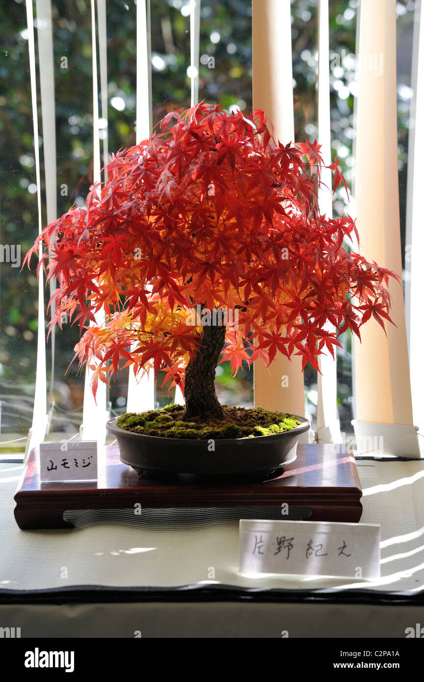 Acero Rosso in mostra bonsai in Nikko Foto stock - Alamy