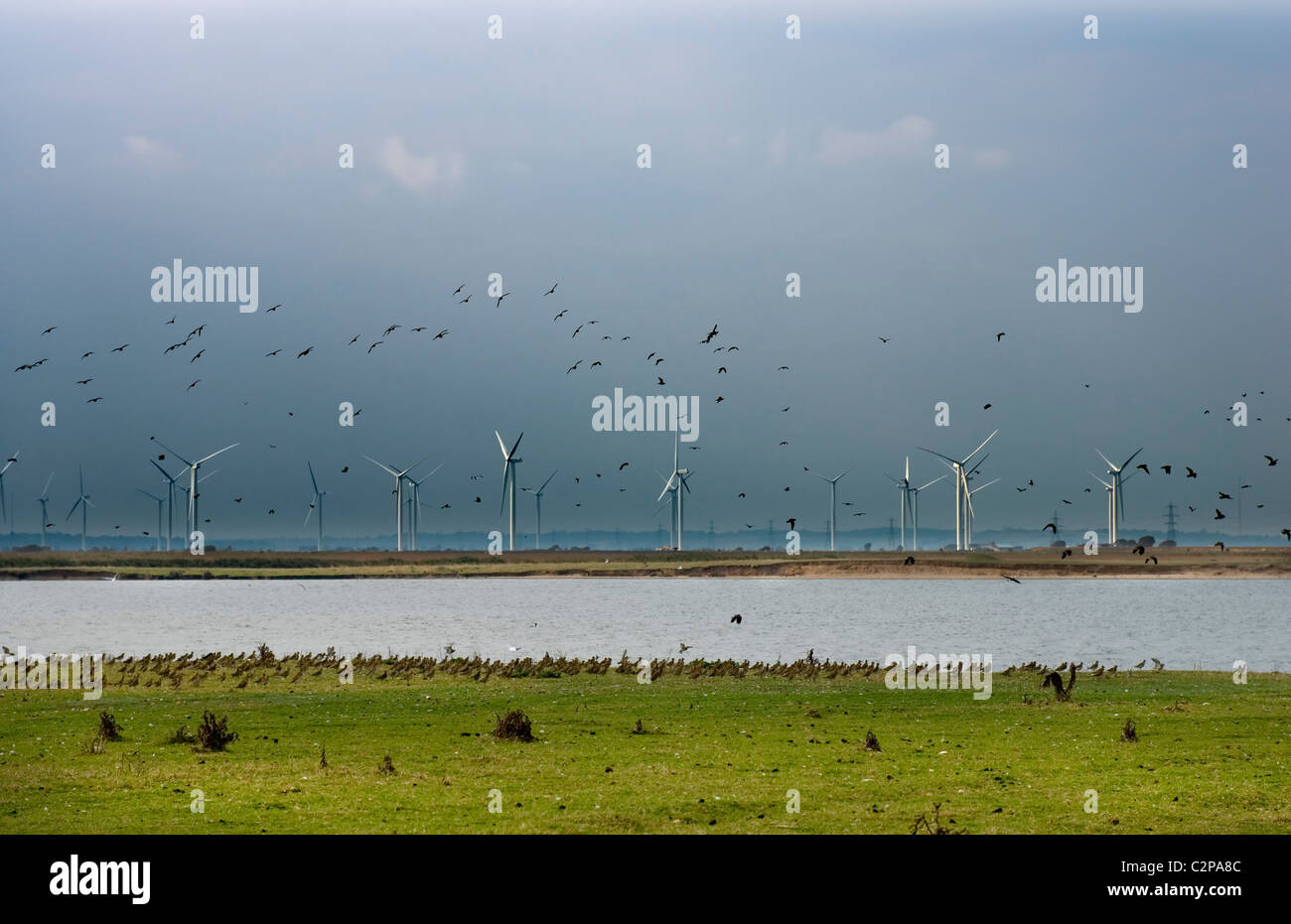 Stormo di uccelli nella parte anteriore del lago e delle turbine a vento Foto Stock
