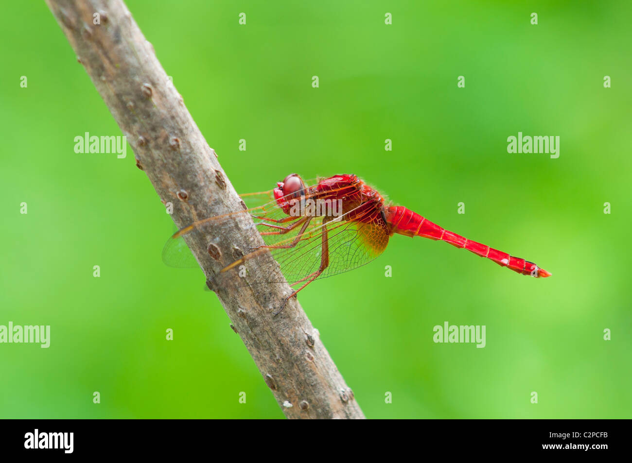 Männl. Feuerlibelle, Crocothemis erythraea, Scarlet Libellula Foto Stock