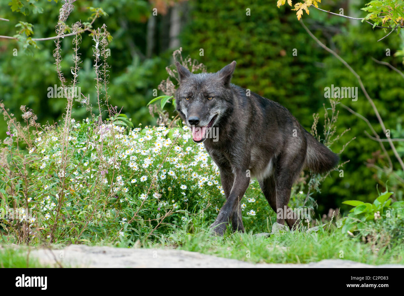 Timberwolf, Canis lupus lycaon, legname wolf Foto Stock