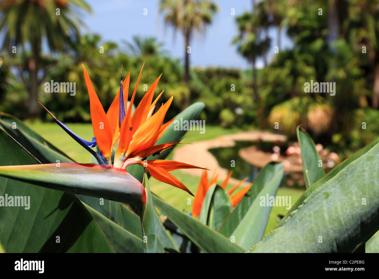 Bellissimo uccello del paradiso fiore, noto come strelitzie. Park sull'isola di Tenerife, Canarie. Foto Stock