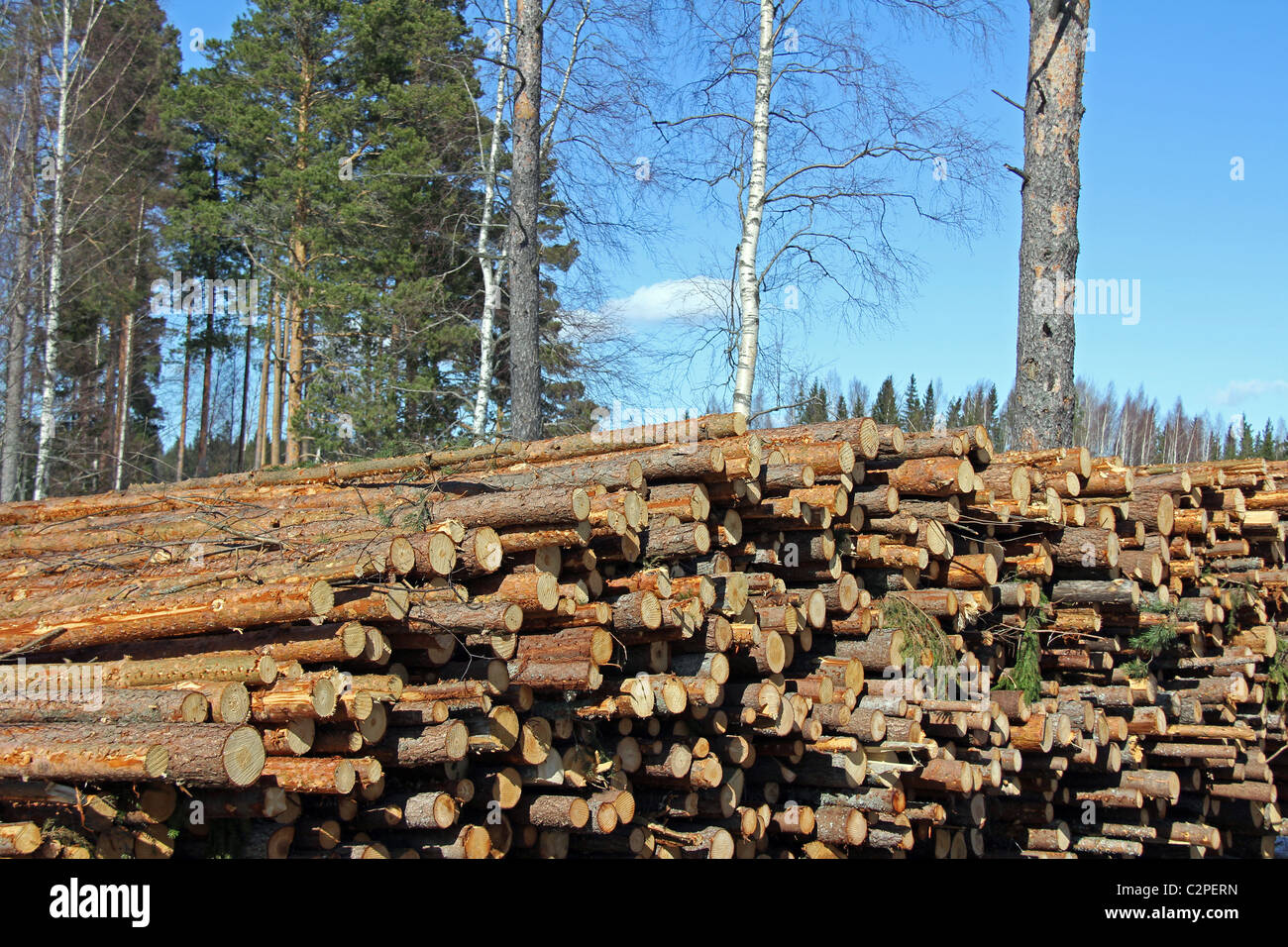 Tagliare Softwood Logs in foresta Foto Stock