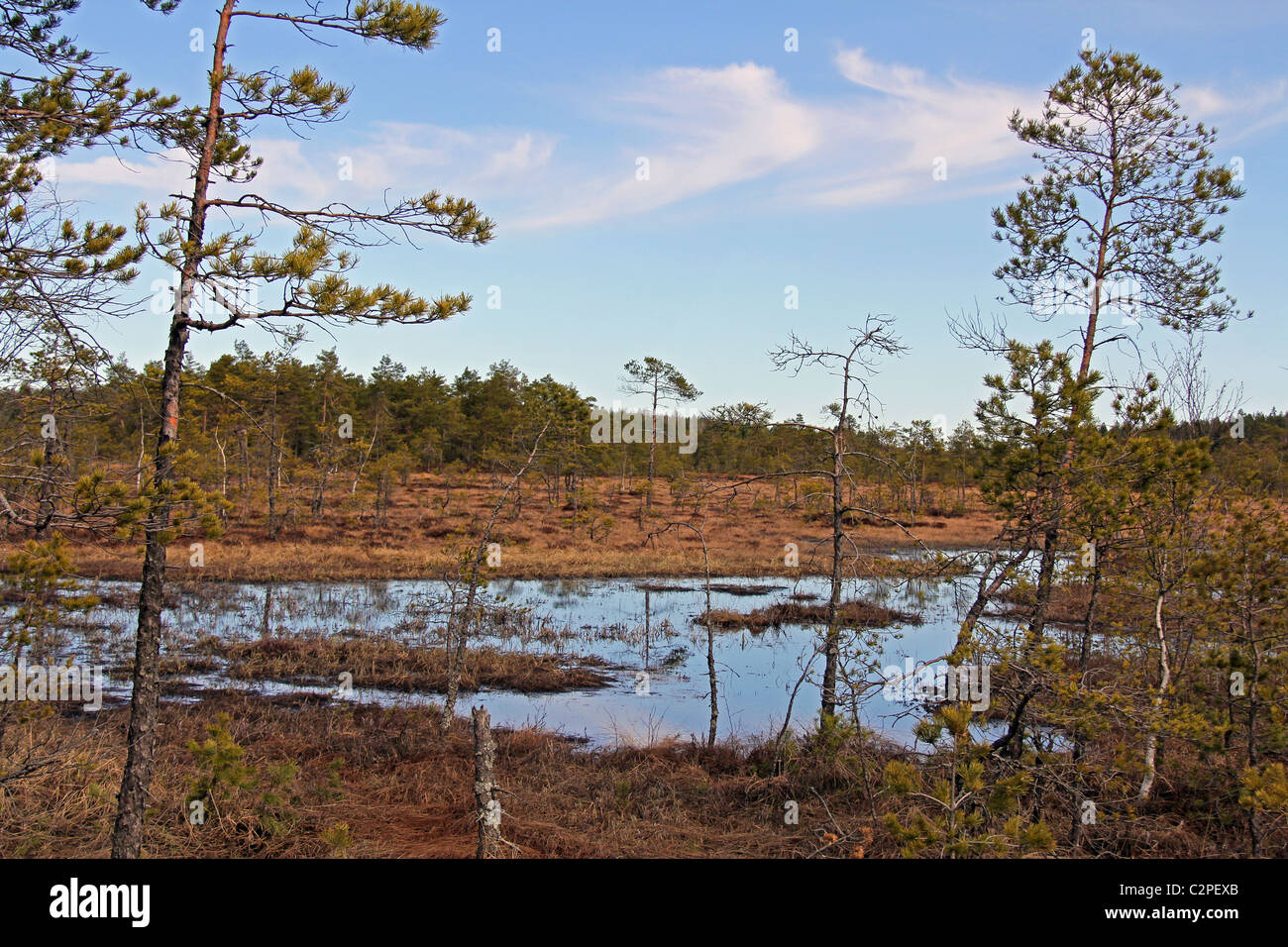 Paesaggio della palude a molla in Finlandia Foto Stock