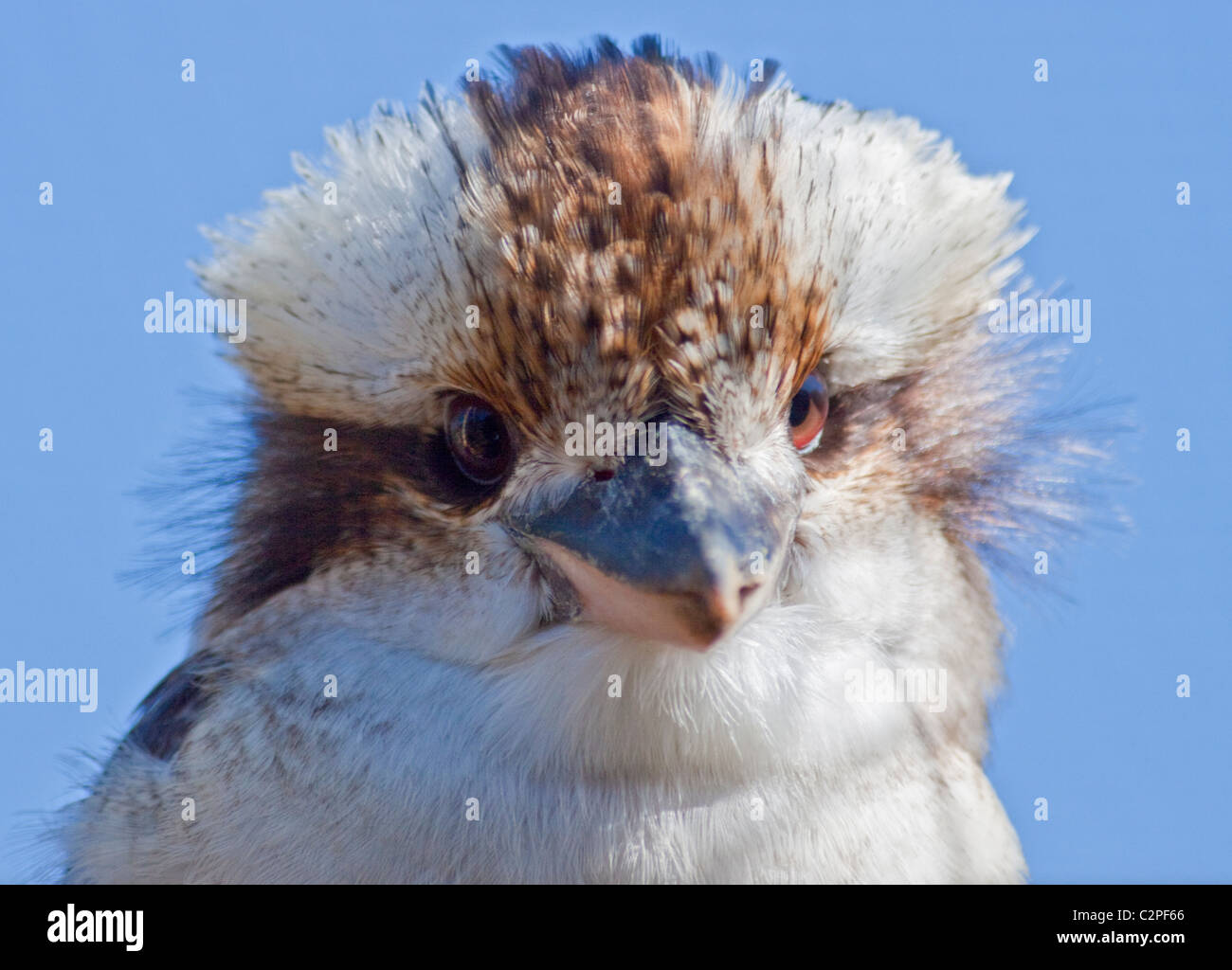 Ridendo Kookaburra (dacelo novaeguineae) Foto Stock