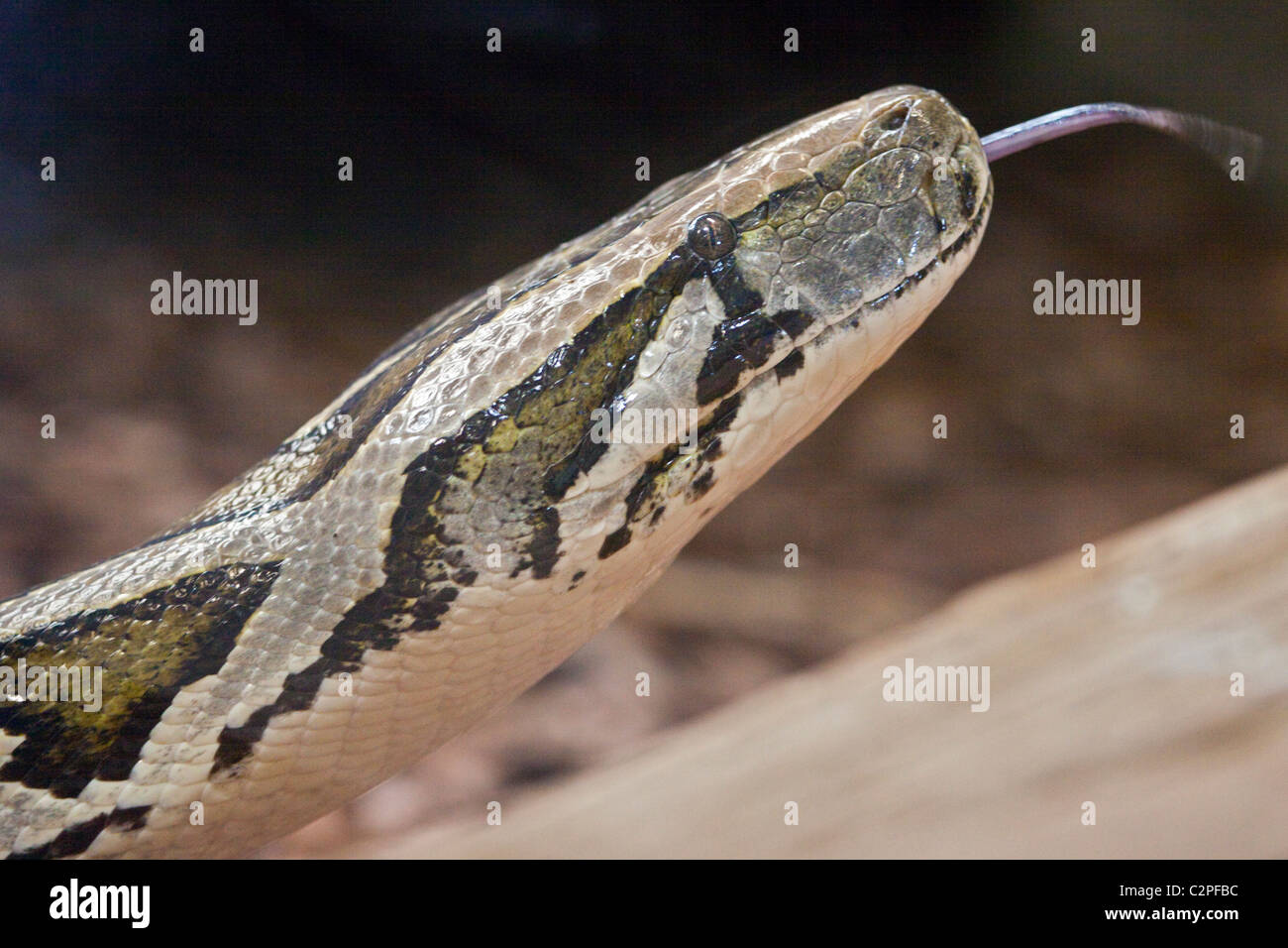 Birmano (Python Python molurus bivittatus) Foto Stock