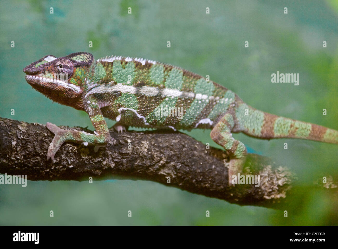 Panther Chameleon (furcifer pardalis) Foto Stock