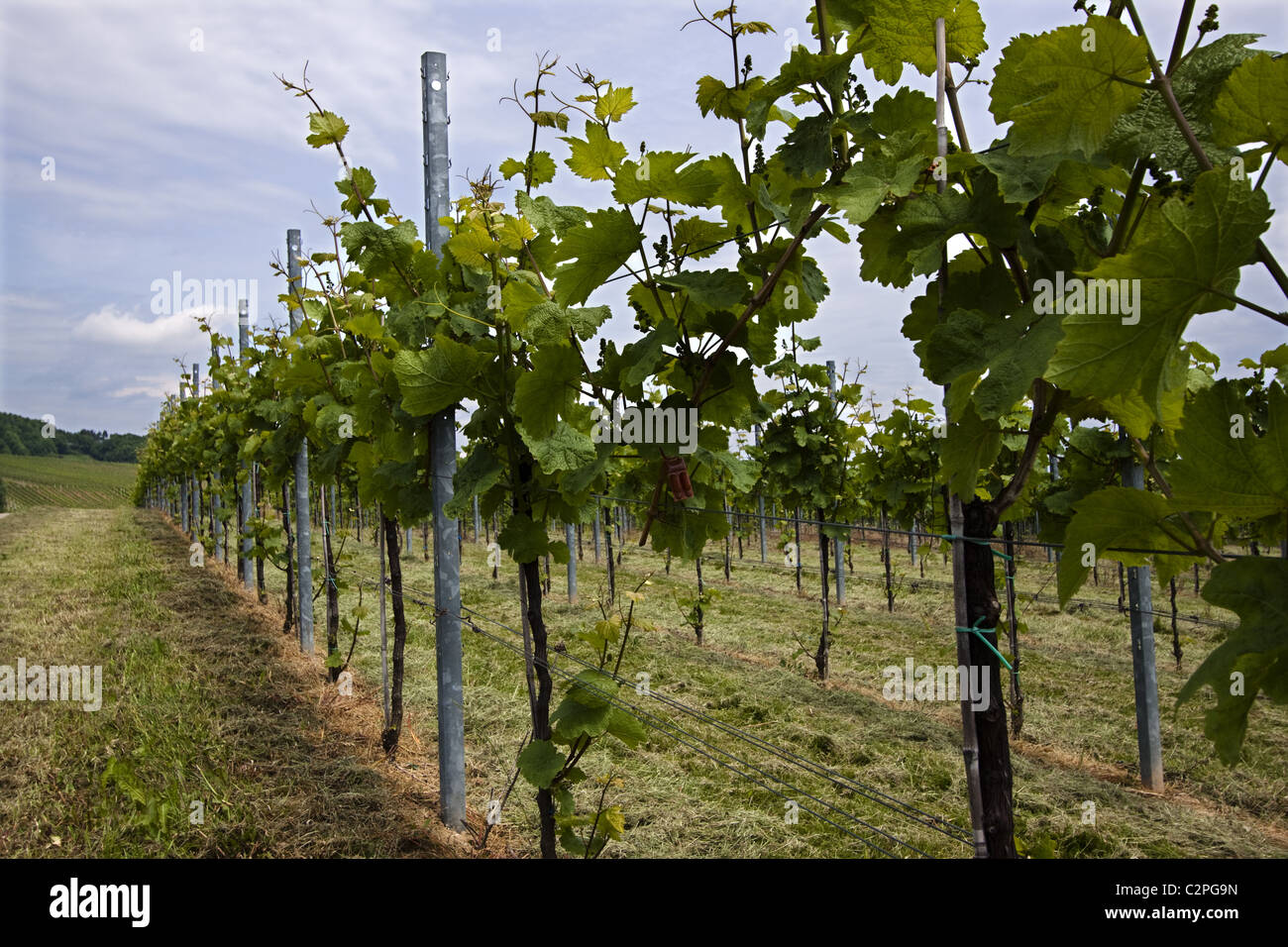Vigneto in Germania del sud ovest Foto Stock