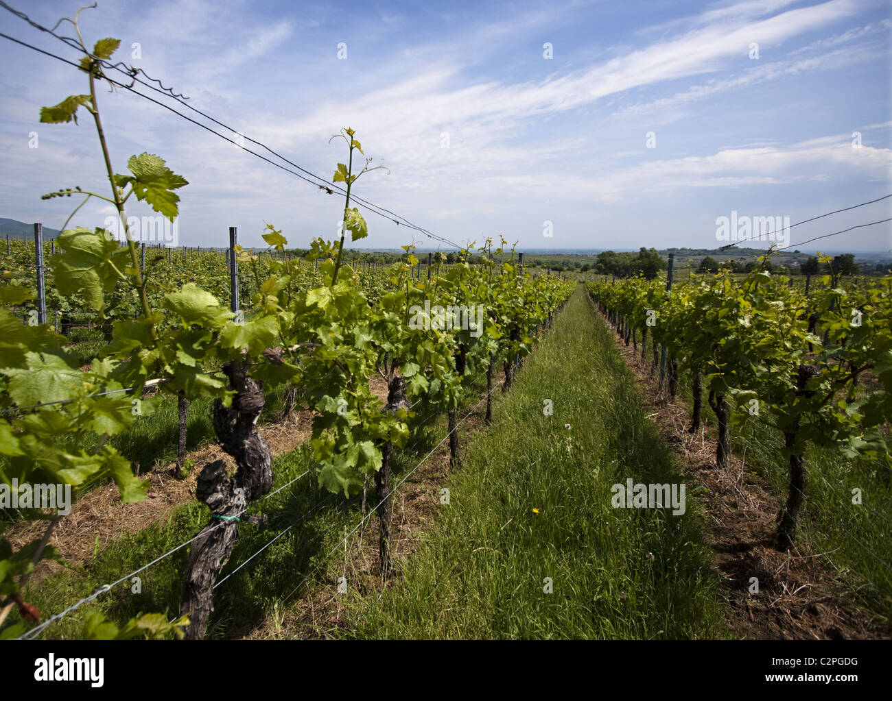 Vigneto in Germania del sud ovest Foto Stock