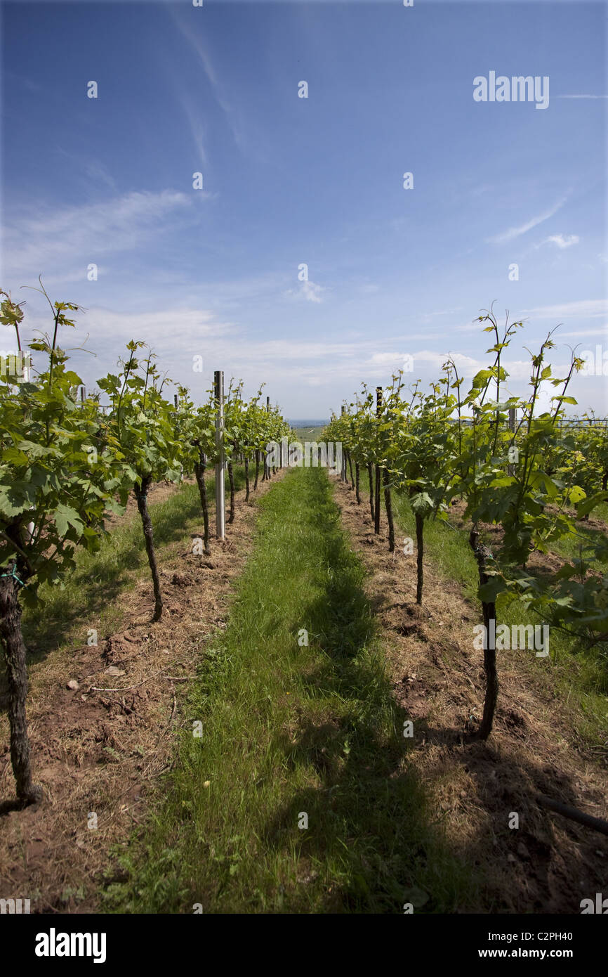 Vigneto in Germania del sud ovest Foto Stock