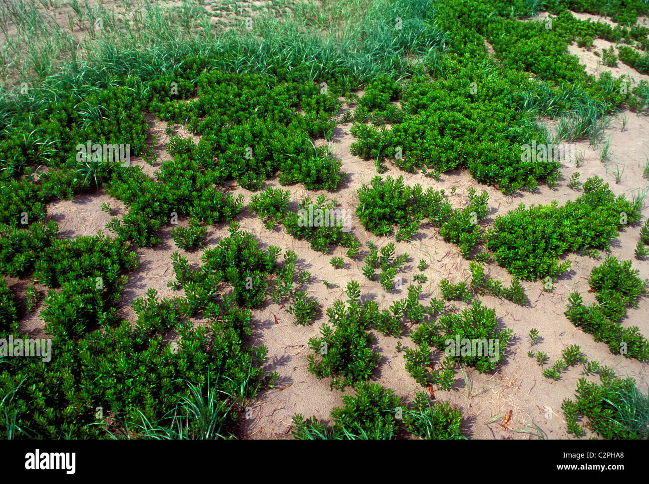 La flora, la vita vegetale, Irving Eco-Center, La Duna de Bouctouche, città di Bouctouche, New Brunswick Provincia, Canada, America del Nord Foto Stock