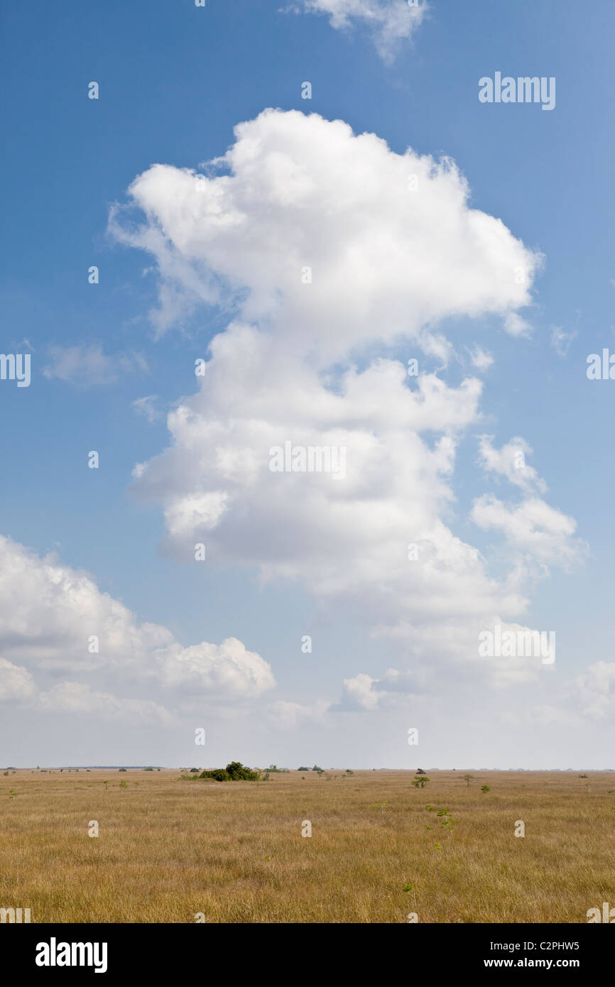 Everglades, Florida. Sawgrass habitat con sparsi in cipresso calvo alberi e cumulus nubi Foto Stock