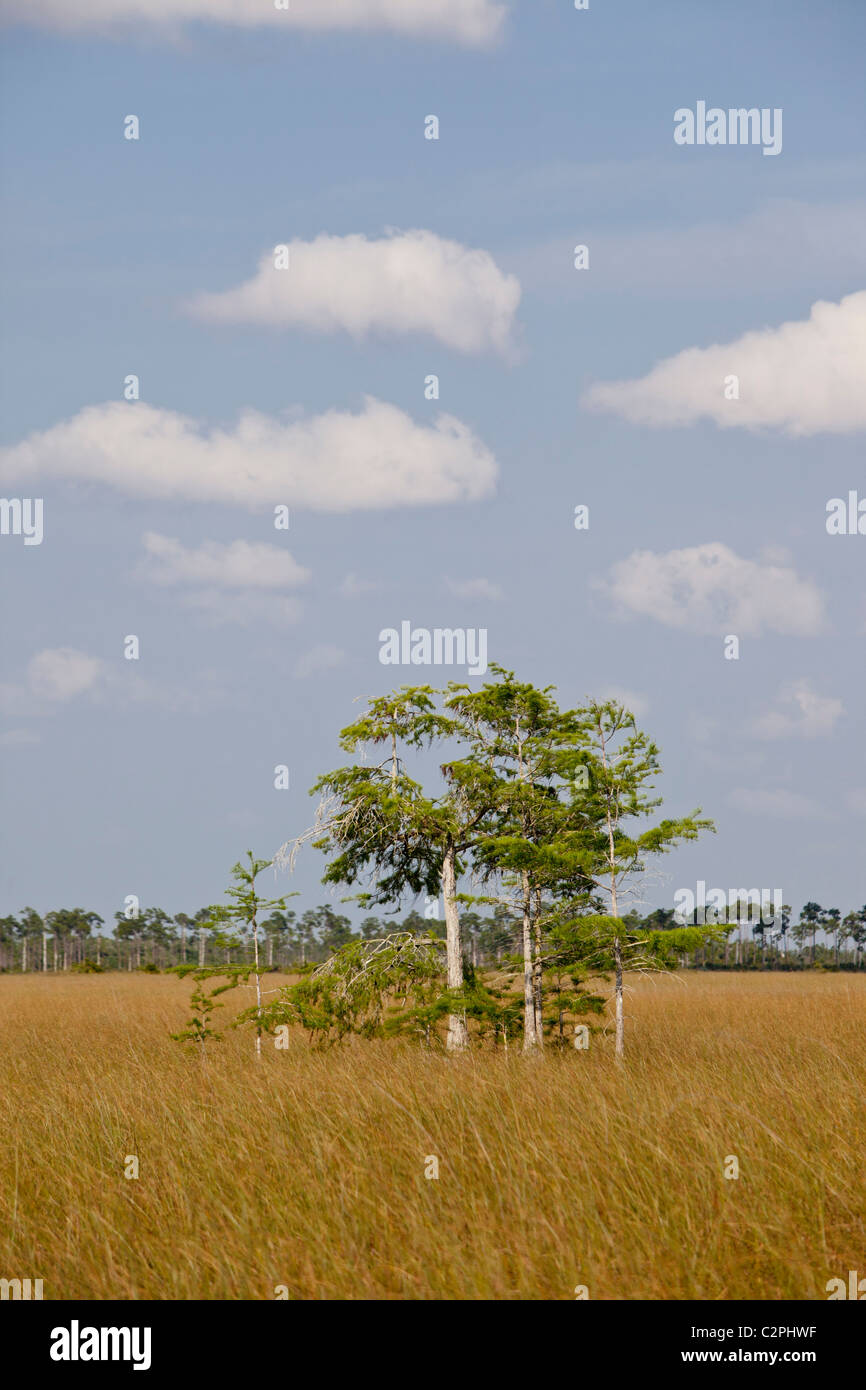 Everglades, Florida. Sawgrass habitat con giovani cipresso calvo alberi Foto Stock