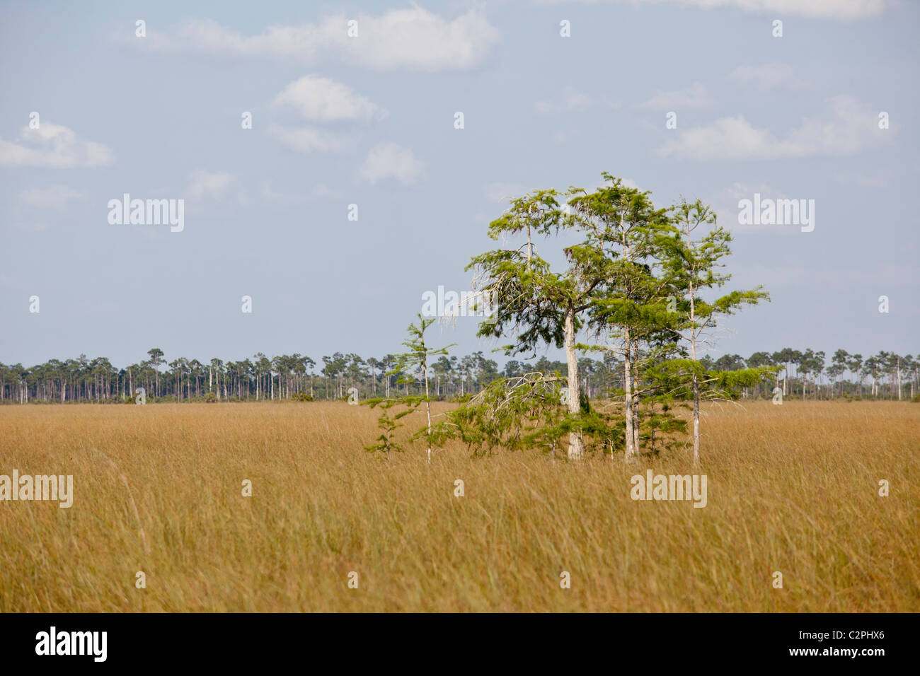 Everglades, Florida. Sawgrass habitat con giovani cipresso calvo alberi Foto Stock
