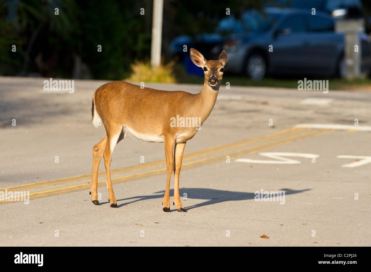 Il tasto cervi, Odocoileus virginianus clavium, una sottospecie minacciate di estinzione della white-tailed deer, in una situazione urbana Foto Stock