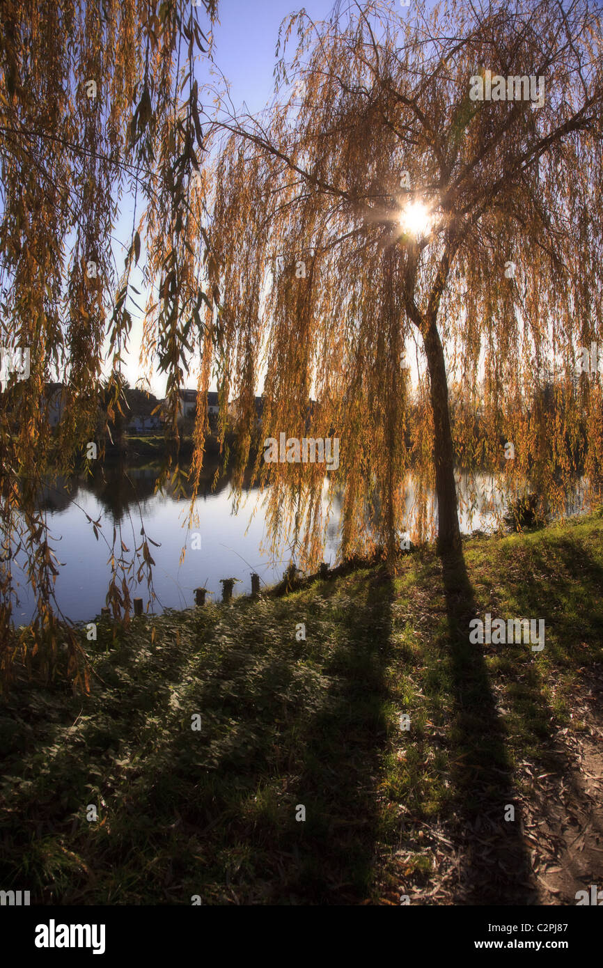 Piccolo lago con alberi in autunno Foto Stock