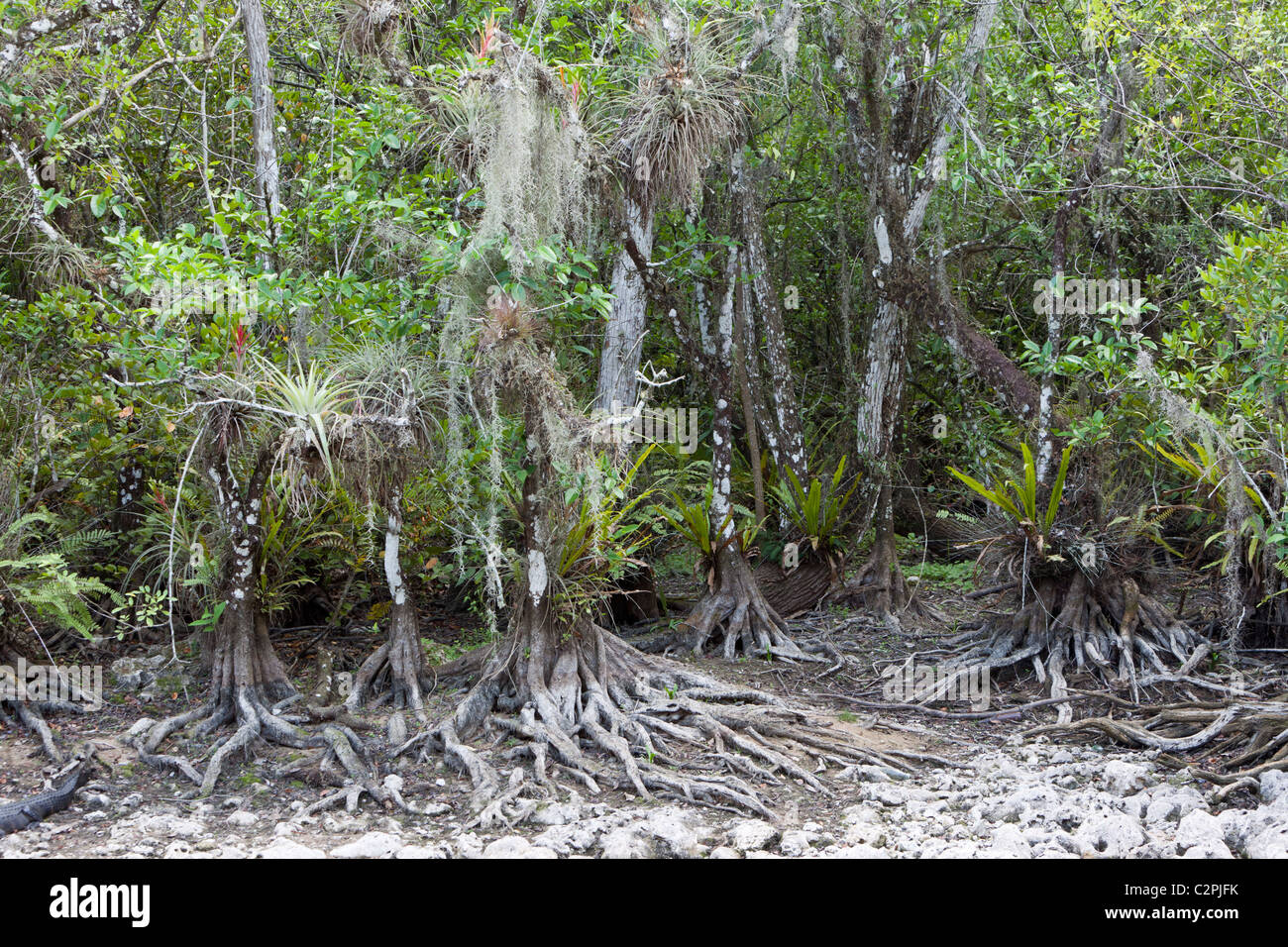 Big Cypress Swamp, Florida, Stati Uniti d'America Foto Stock