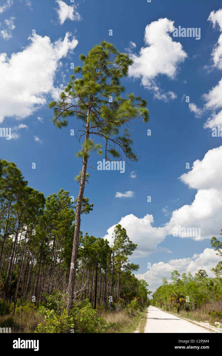 South Florida slash pine, Pinus elliottii, Big Cypress Swamp, Florida, Stati Uniti d'America Foto Stock