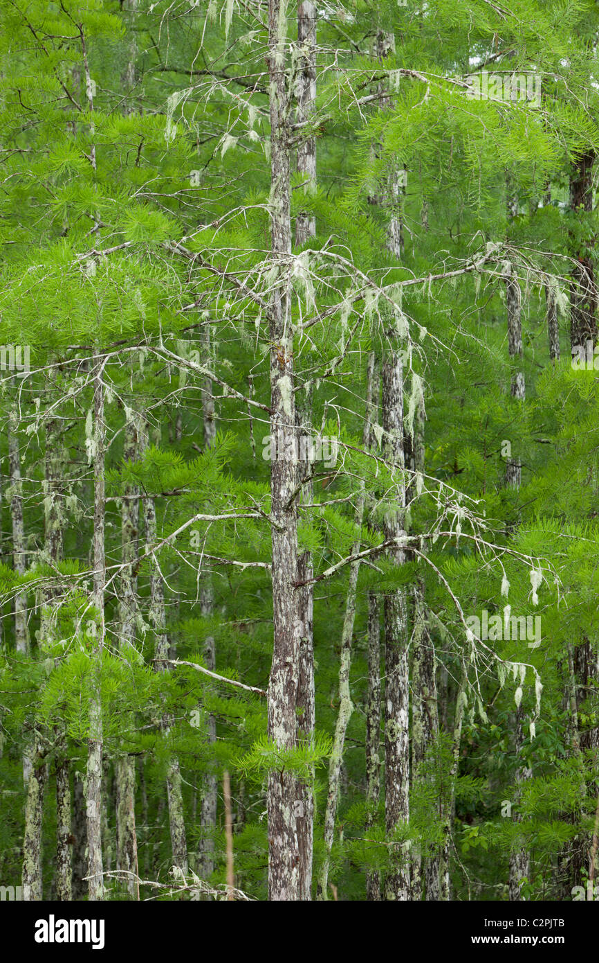 Cipresso calvo alberi, Taxodium distichum, cavatappi palude, Florida, Stati Uniti d'America Foto Stock