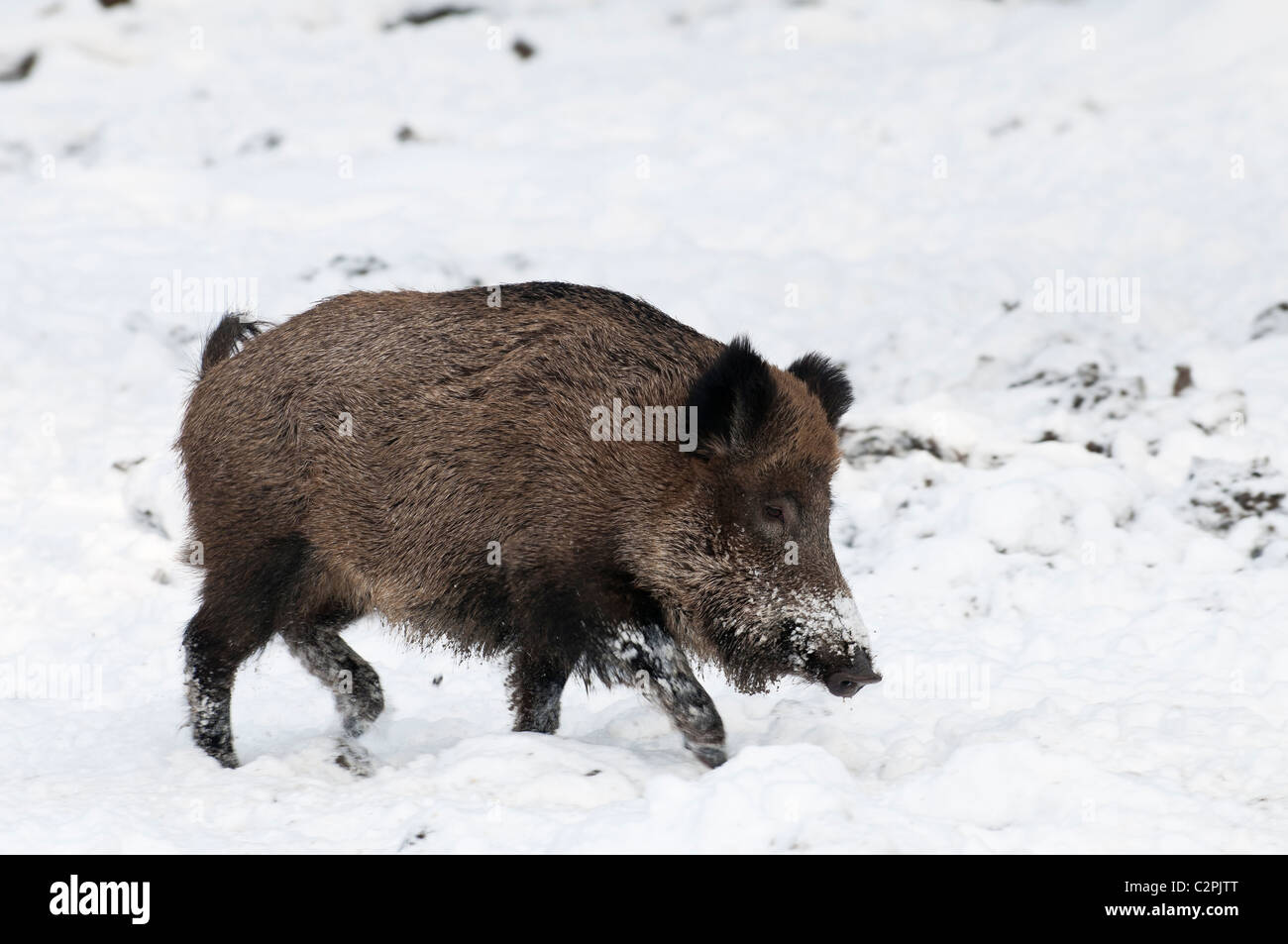 Wildschwein, Sus scrofa, cinghiale Foto Stock