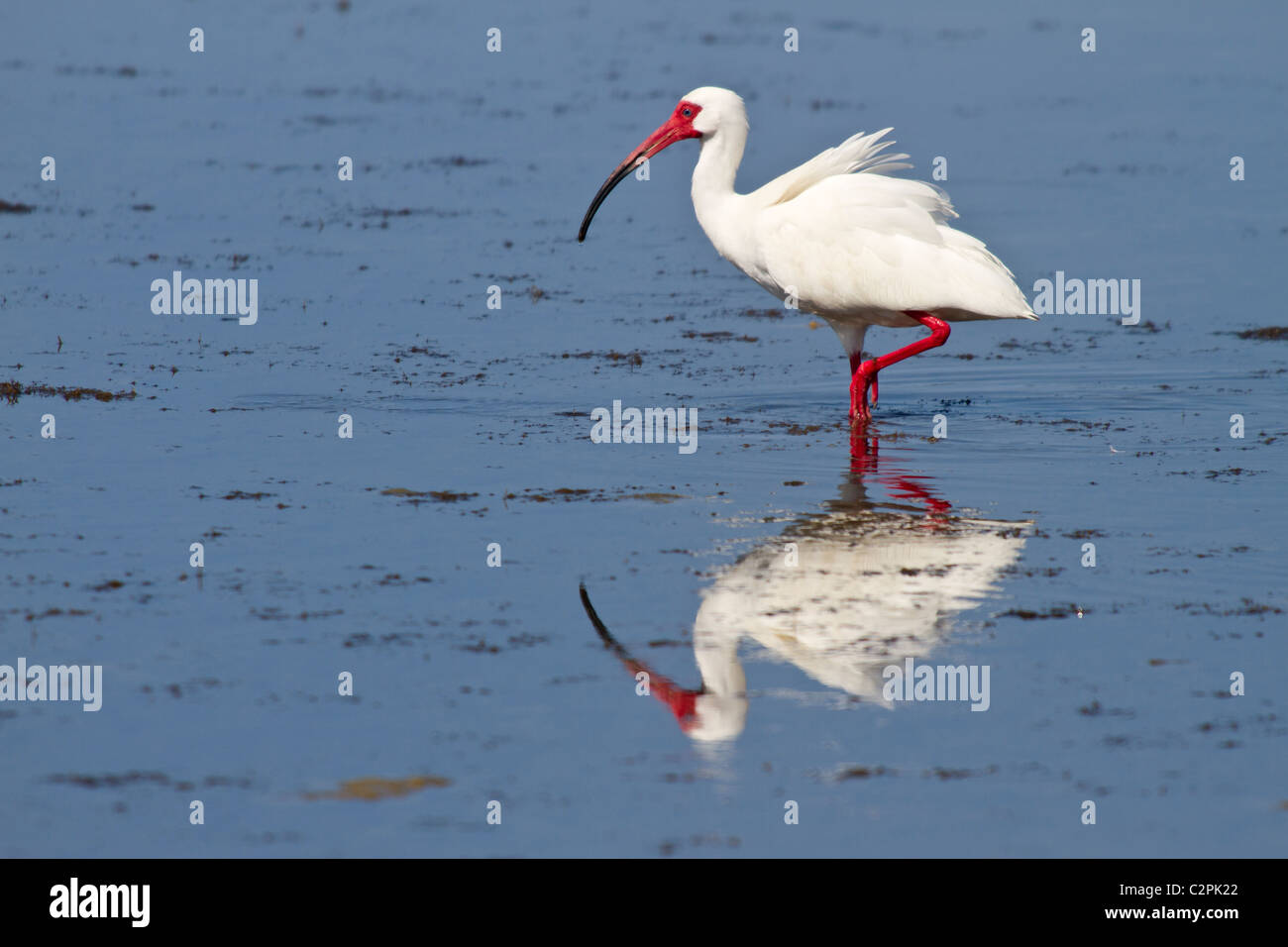 Bianco, ibis Plegadis chihi, Ding Darling Wildlife Refuge, Sanibel, Florida, Stati Uniti d'America Foto Stock