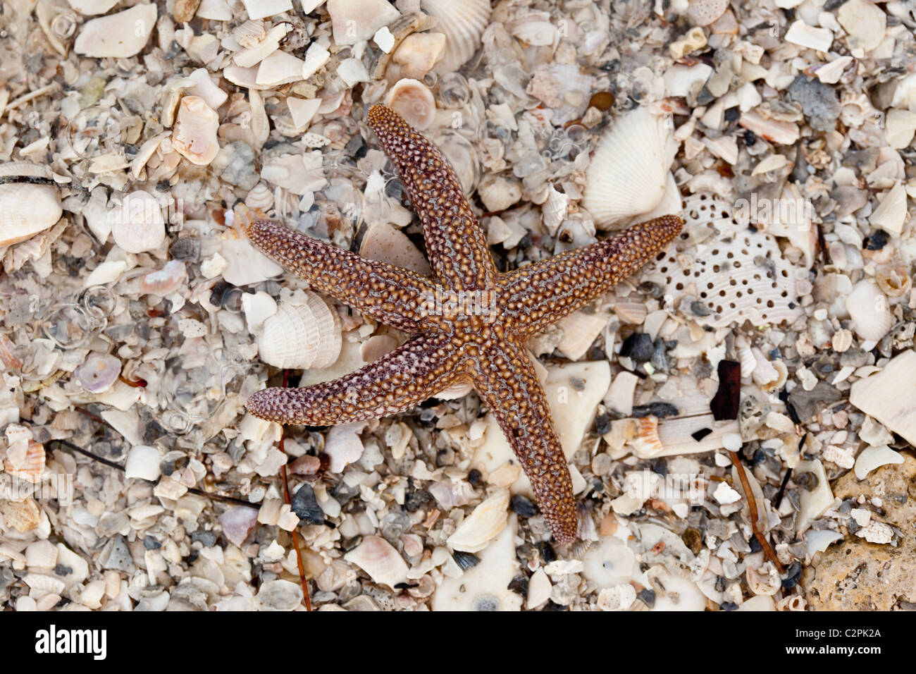 Forbes' comune stella di mare Asterias forbesi, in acque poco profonde sulla spiaggia, Florida Keys, STATI UNITI D'AMERICA Foto Stock