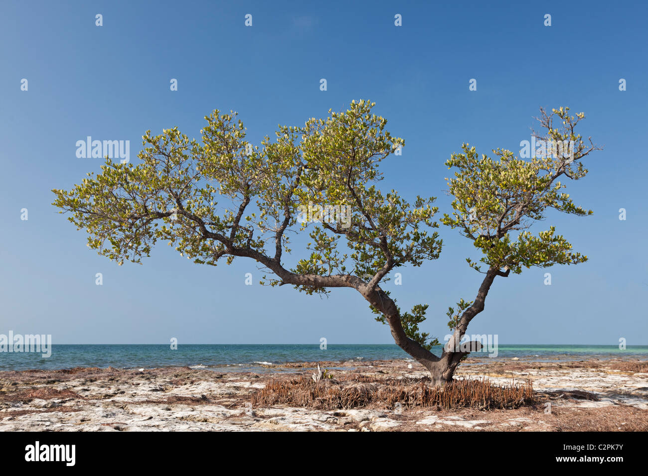 Mangrovia rossa, Rhizophora mangle, Key Largo, Florida, Stati Uniti d'America Foto Stock