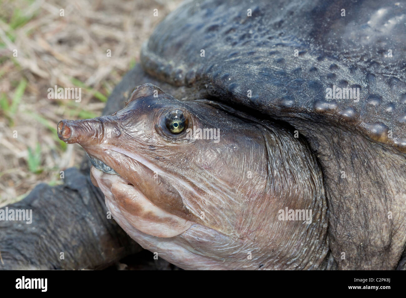Florida softshell tartaruga, Apalone ferox, Big Cypress Swamp, Florida, Stati Uniti d'America Foto Stock