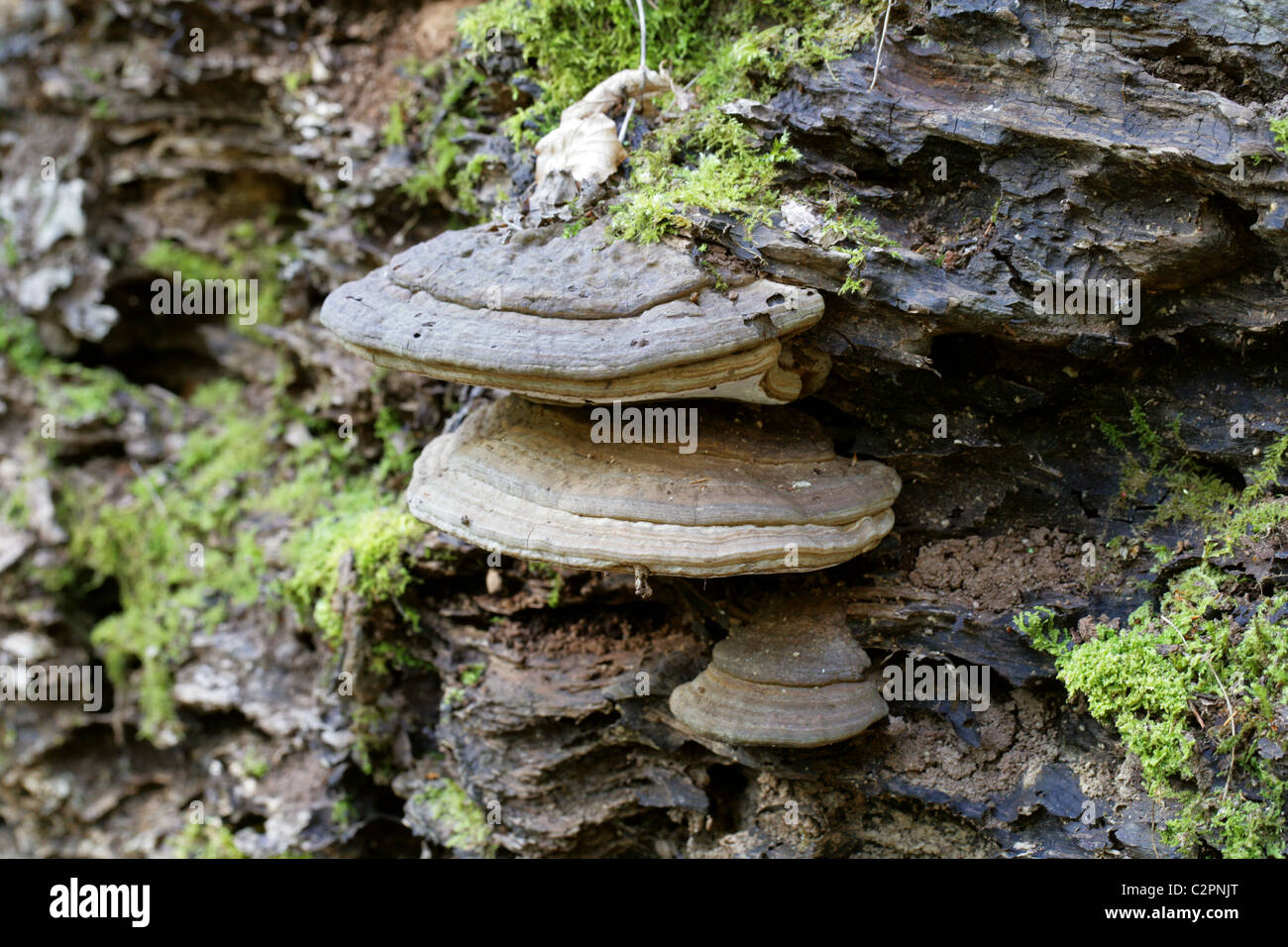 Tinder fungo, zoccolo di cavallo fungo, Tinder Polypore o uomo di ghiaccio fungo, Fomes fomentarius, Polyporaceae. Foto Stock
