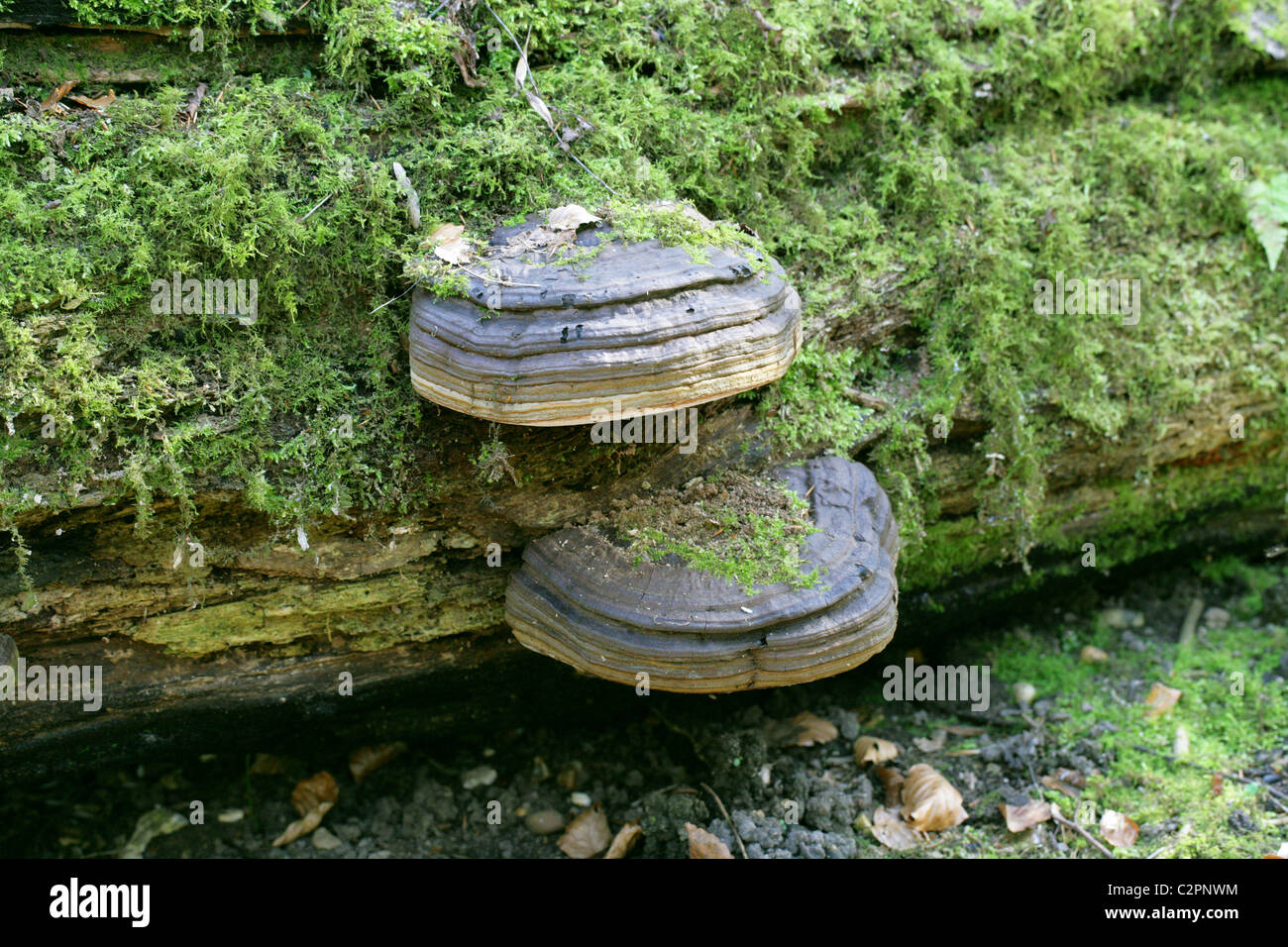 Tinder fungo, zoccolo di cavallo fungo, Tinder Polypore o uomo di ghiaccio fungo, Fomes fomentarius, Polyporaceae. Foto Stock