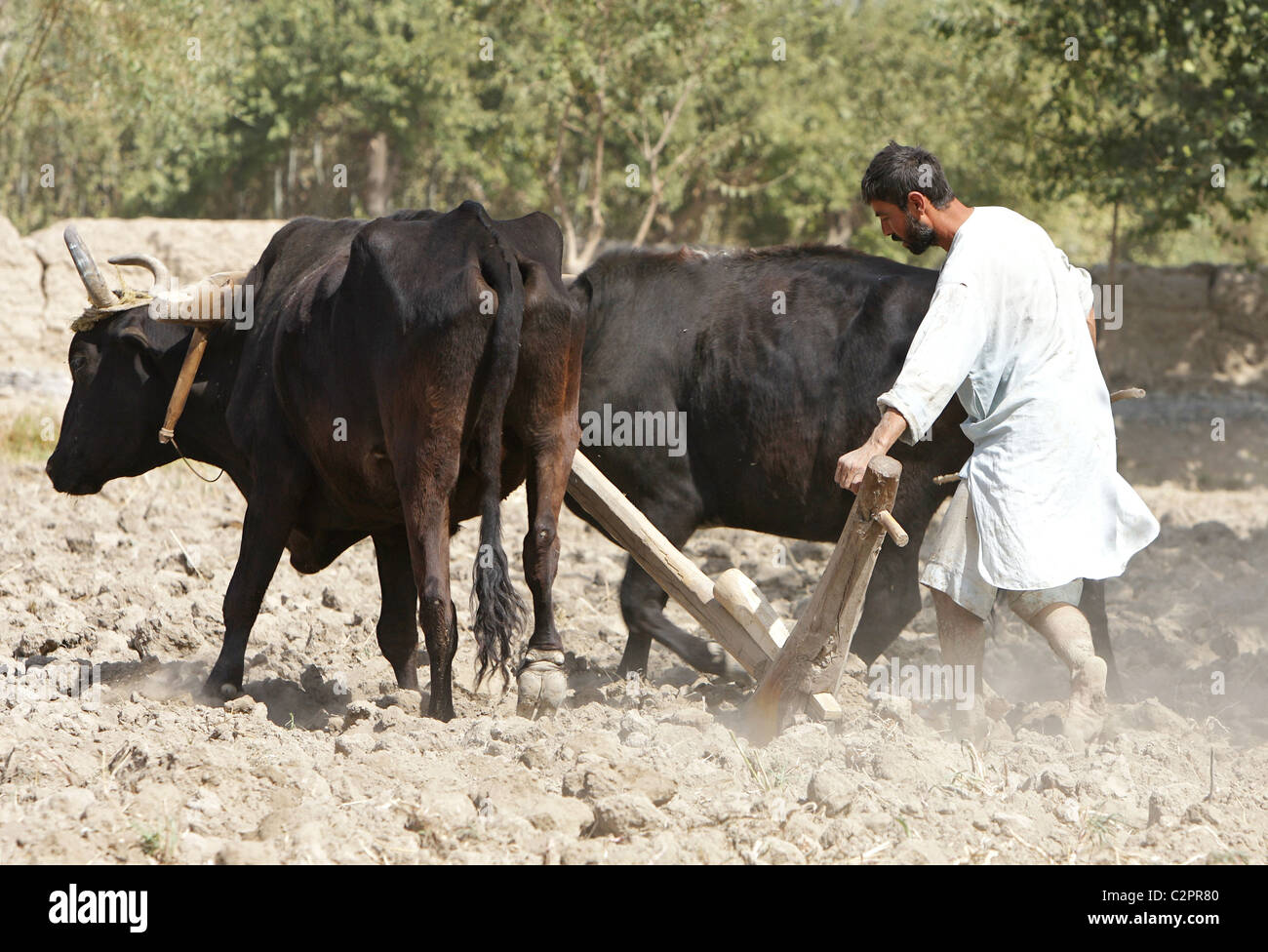 Un agricoltore che arano con un aratro di legno, Kunduz, Afghanistan Foto Stock