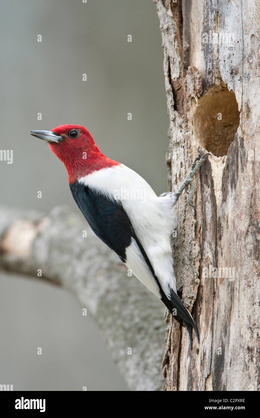 Red-headed Woodpecker a nido cavità Foto Stock