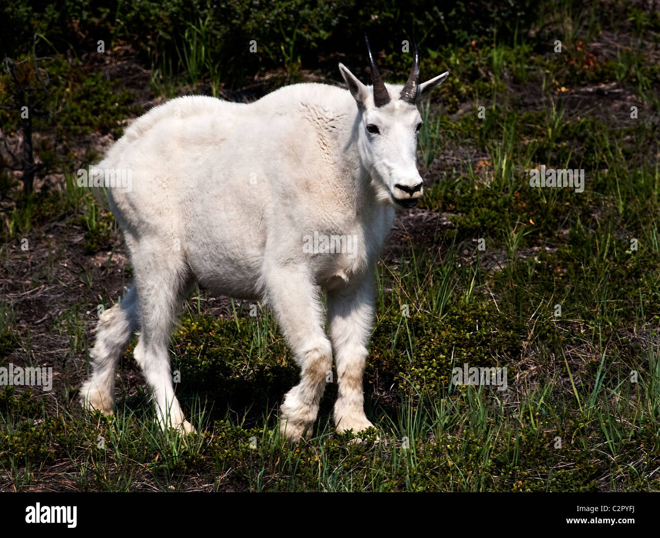 Capre di montagna (Oreamnos americanus) il Glacier National Park, Montana, Stati Uniti Foto Stock