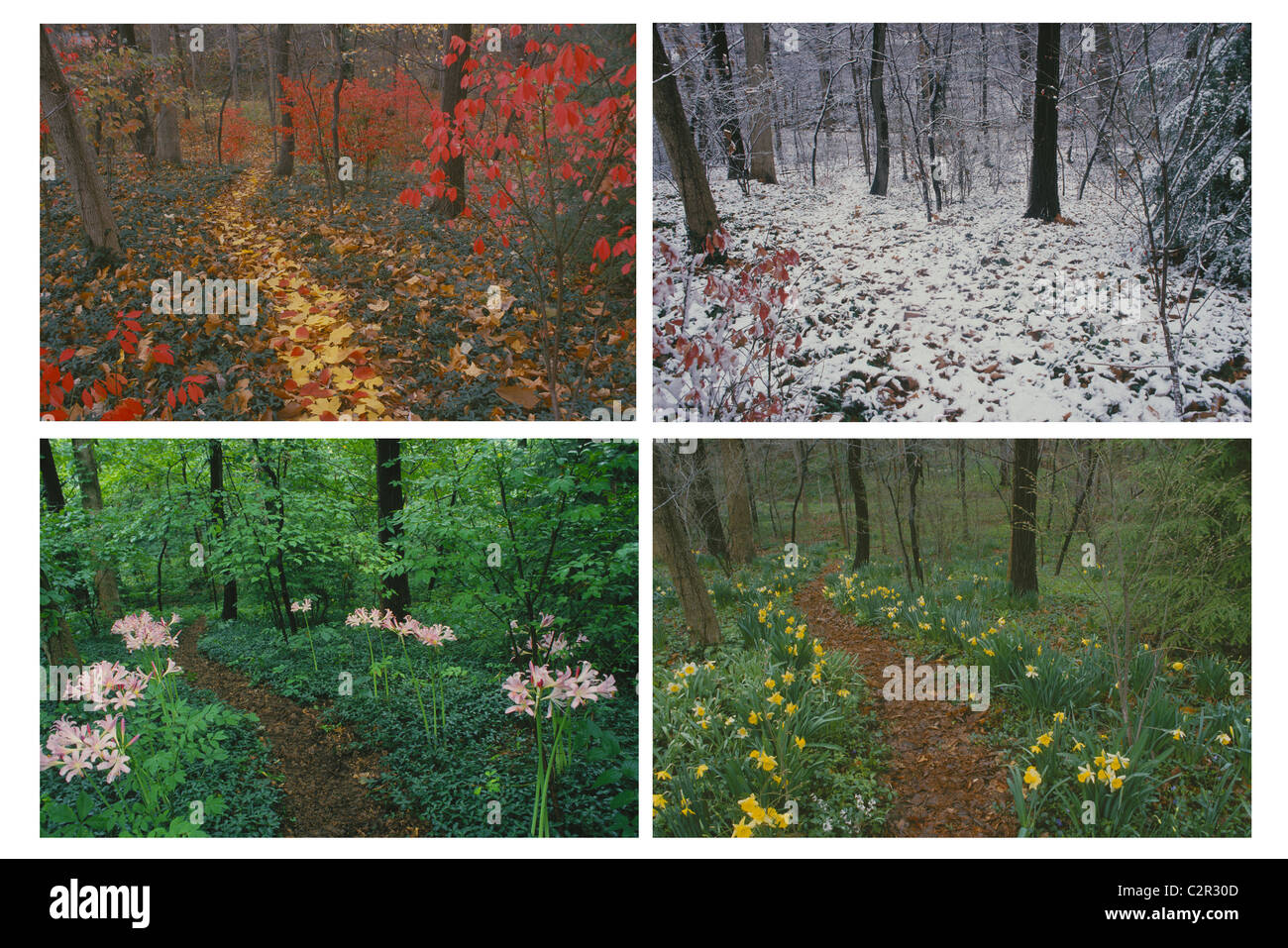 Quattro stagioni di un percorso alberato in cortile - Immagini disponibili singolarmente o come composite Foto Stock